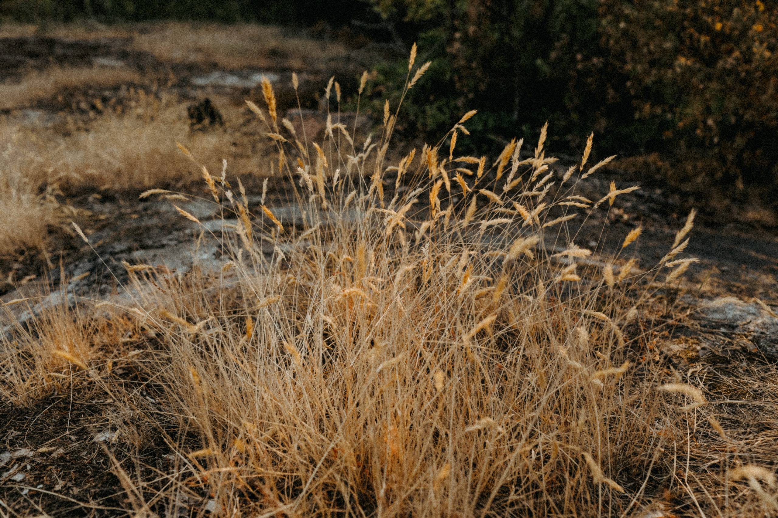 Машина часу. Family photographer in Stockholm Oksana Matviyiv