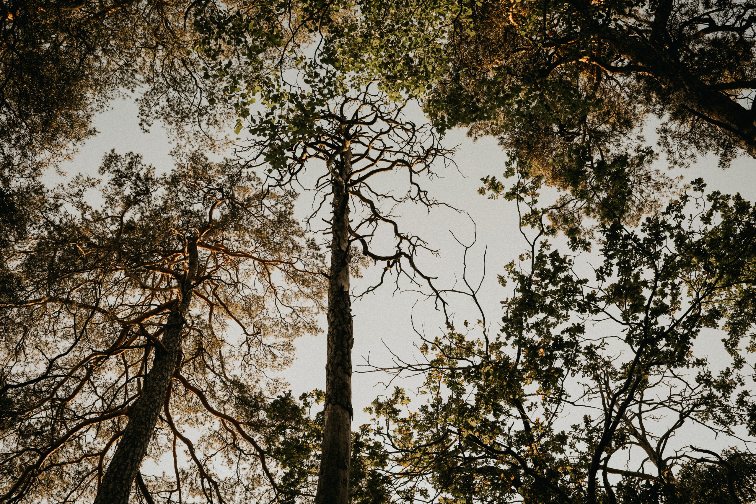 Машина часу. Family photographer in Stockholm Oksana Matviyiv