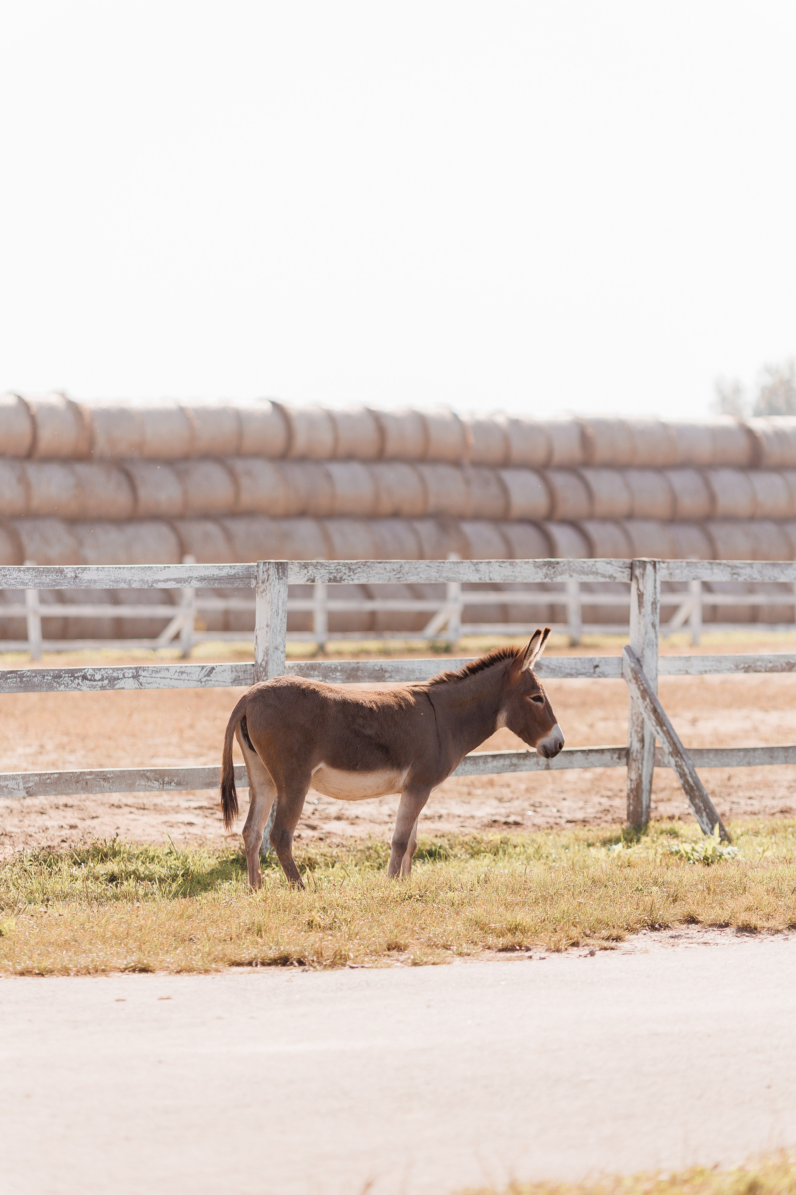 Екопарк Аміла. Ірина Терещук
