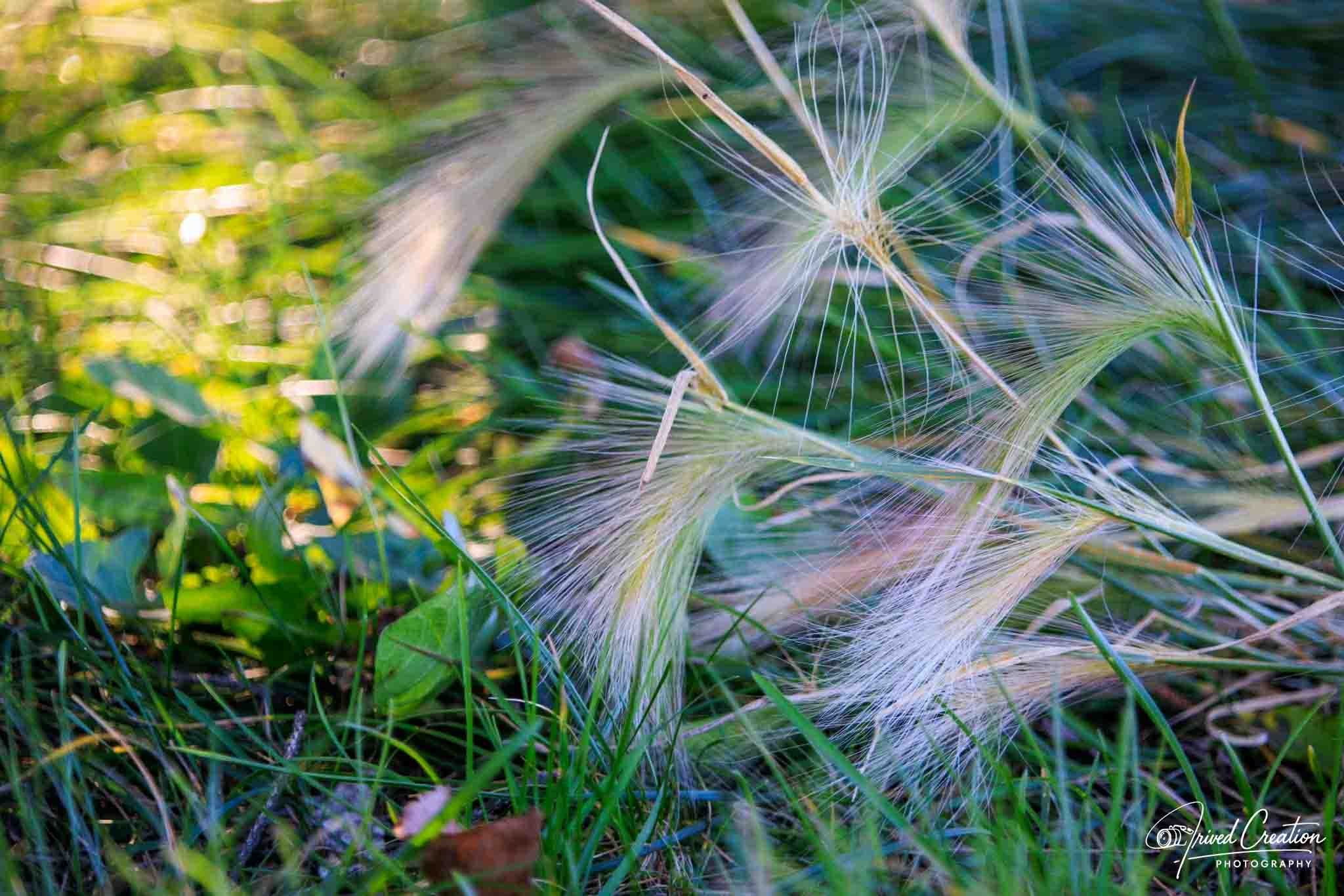 Landscape & Nature. Prived Creation