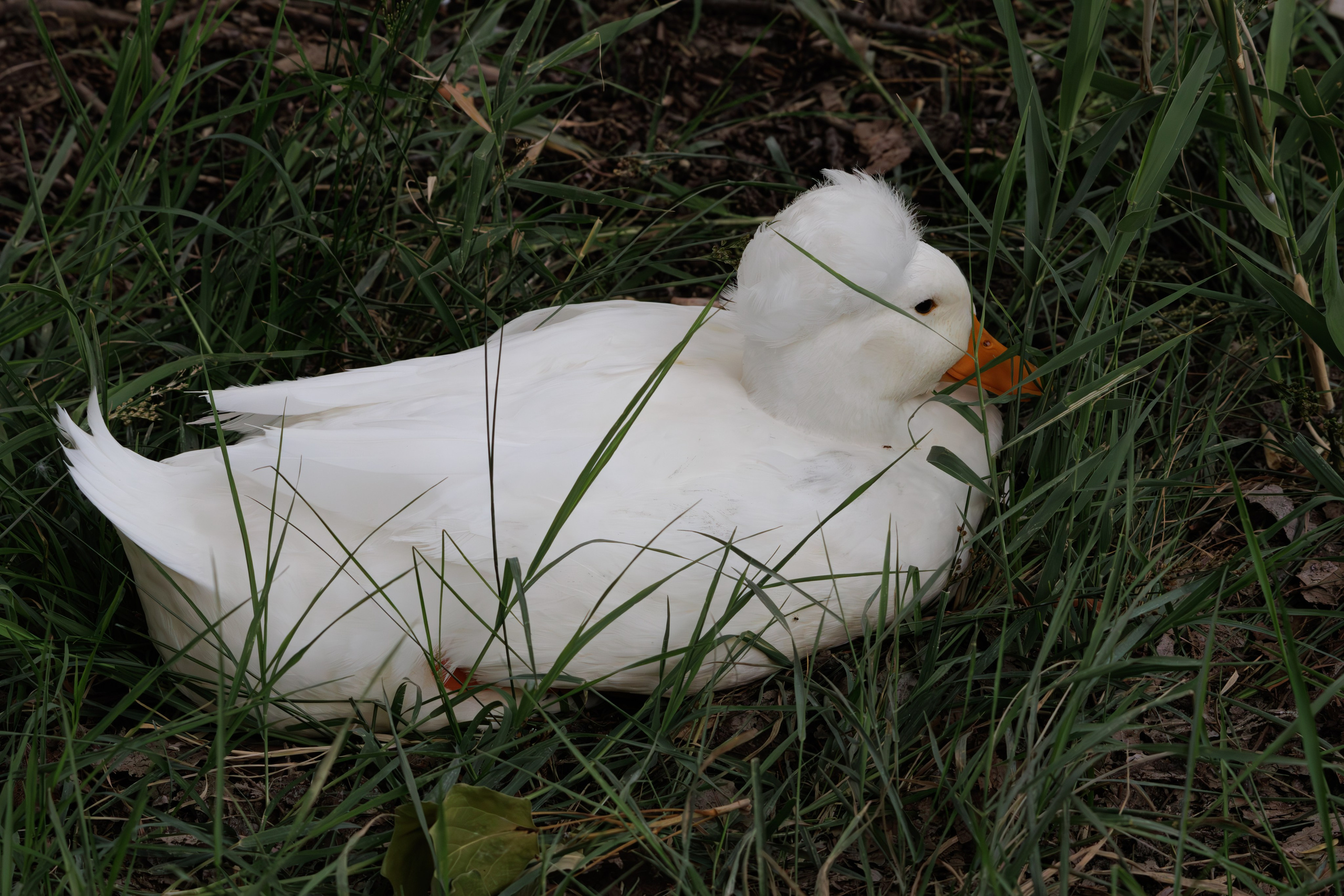 გასეირნება წავკისიდან ვაკის პარკამდე. FramefreeMan