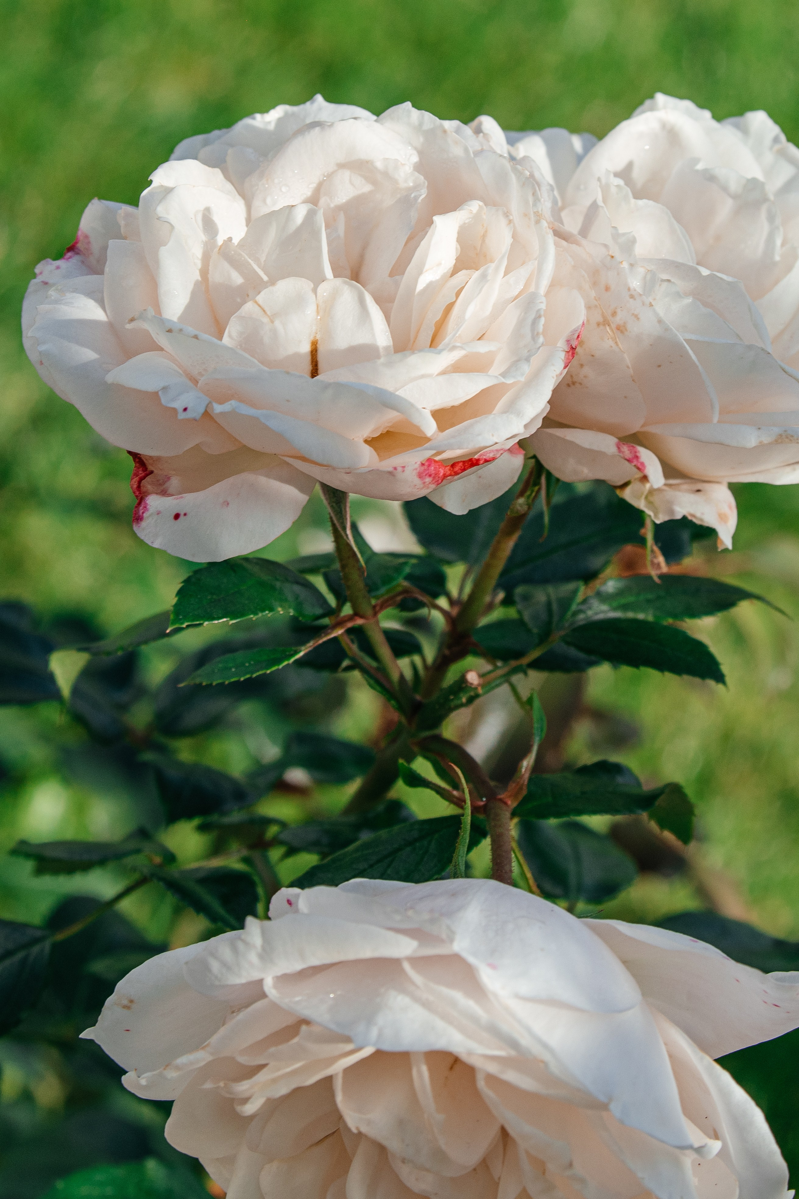FLORENCE & JAMAL Dübendorf, Switzerland. I am Elena Altendorfer. Wedding photographer in Zurich and Switzerland