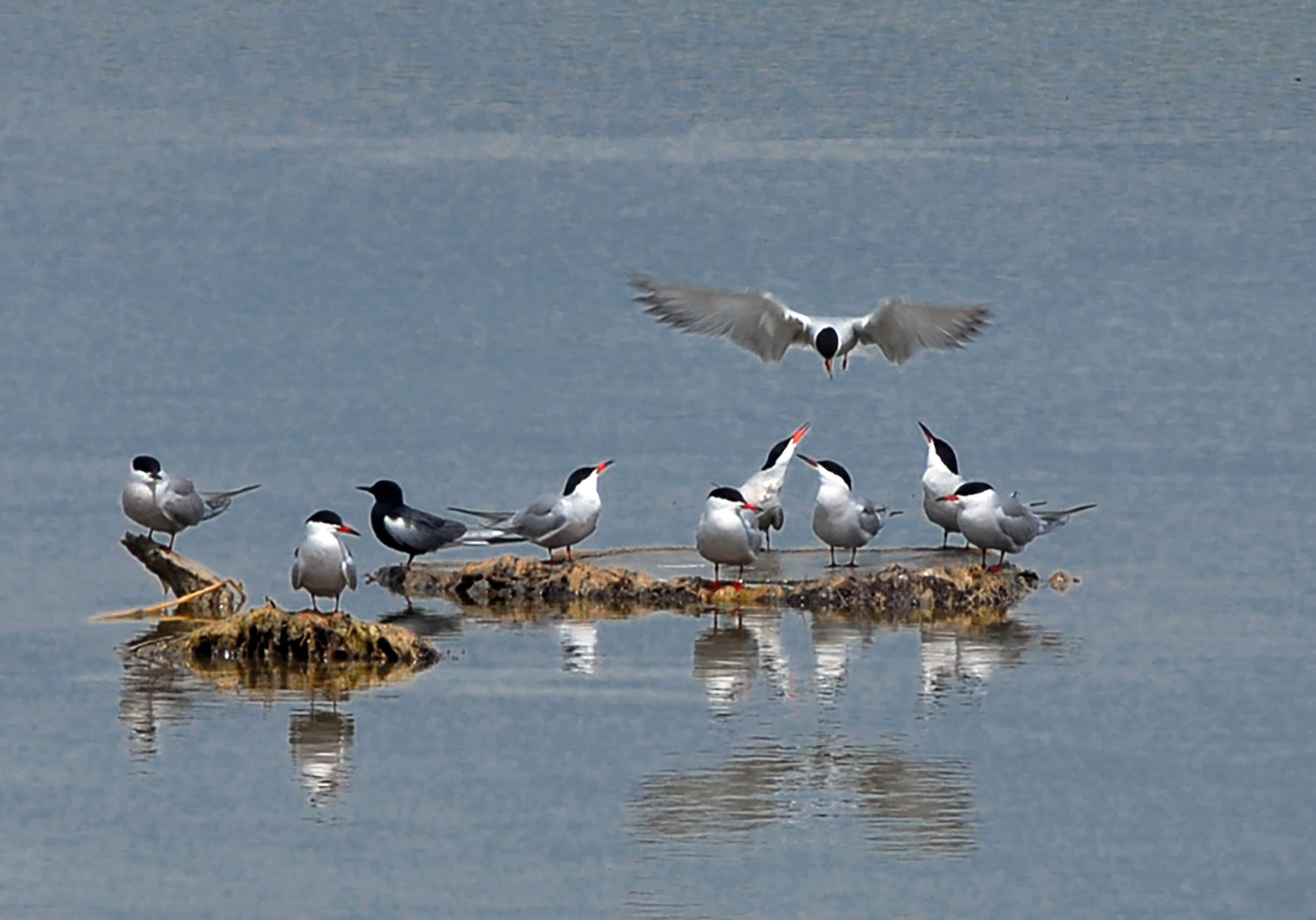 Armenia photo, Armenia photo cities, Armenia landmarks photo. Wedding and family photographer in Cork, Ireland. Tigran