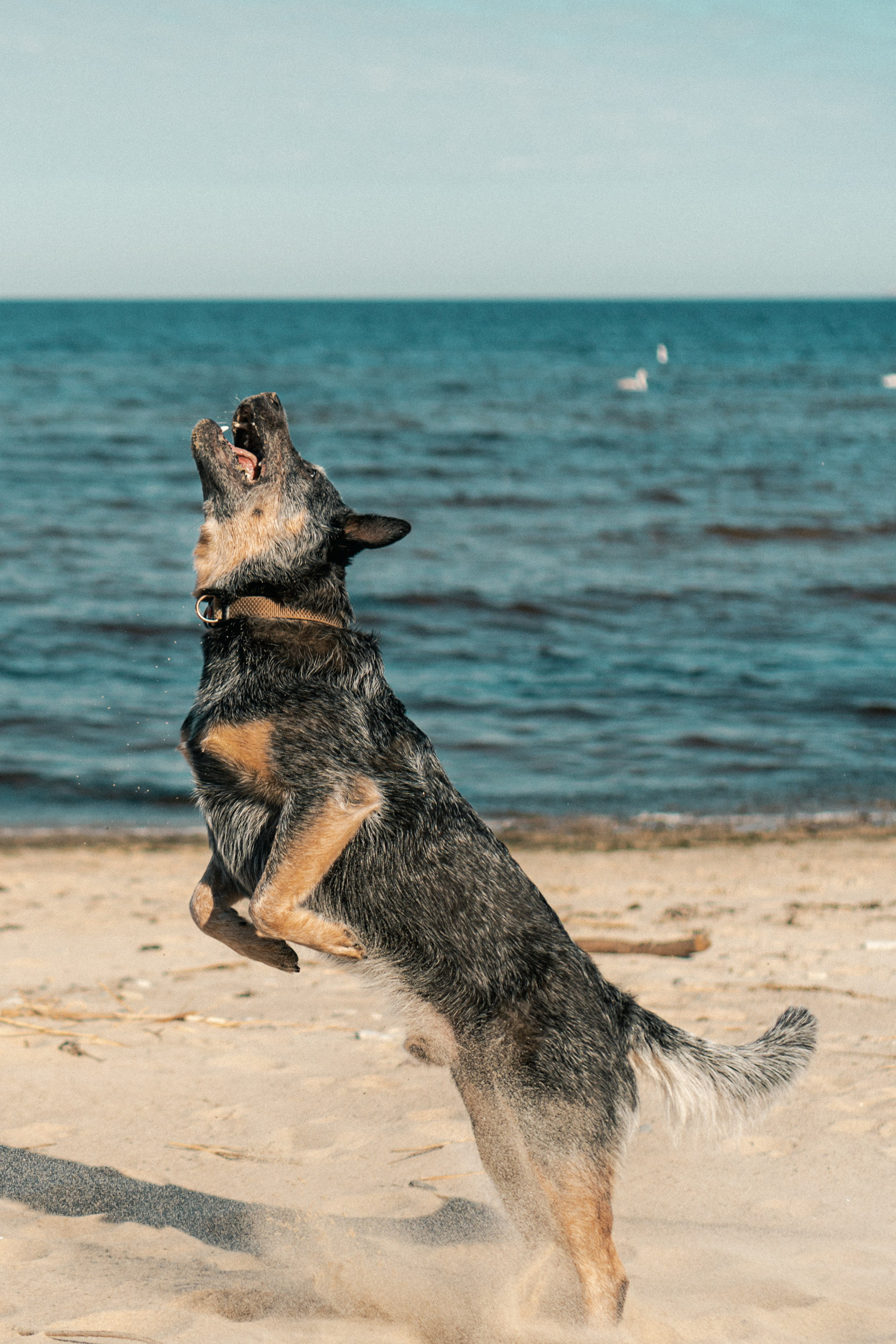 Oskar, Maria & Dmitrii. Kat Laisaar — Pet photographer in Tallinn