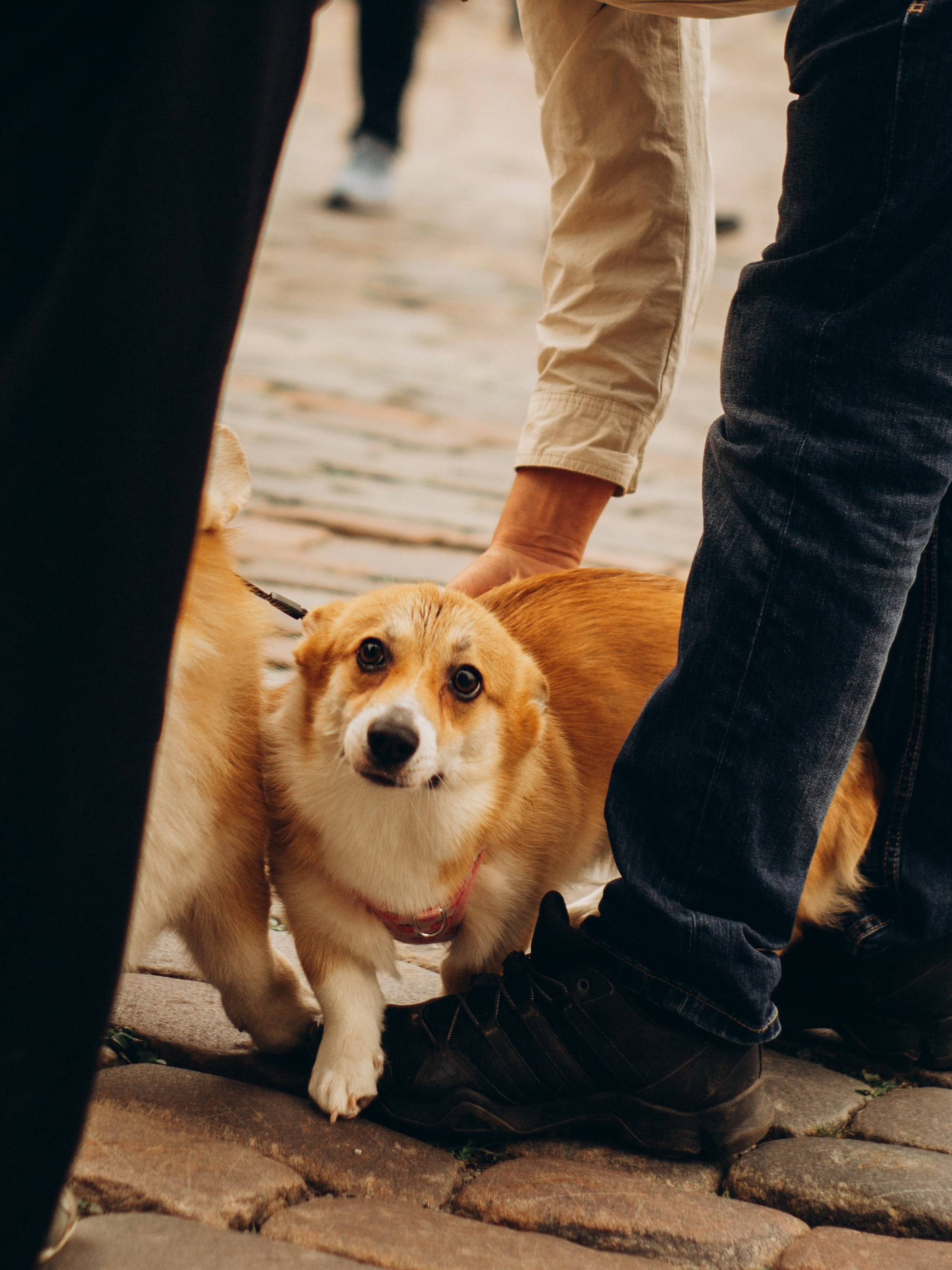 Corgi party, september. Kat Laisaar — Pet photographer in Tallinn