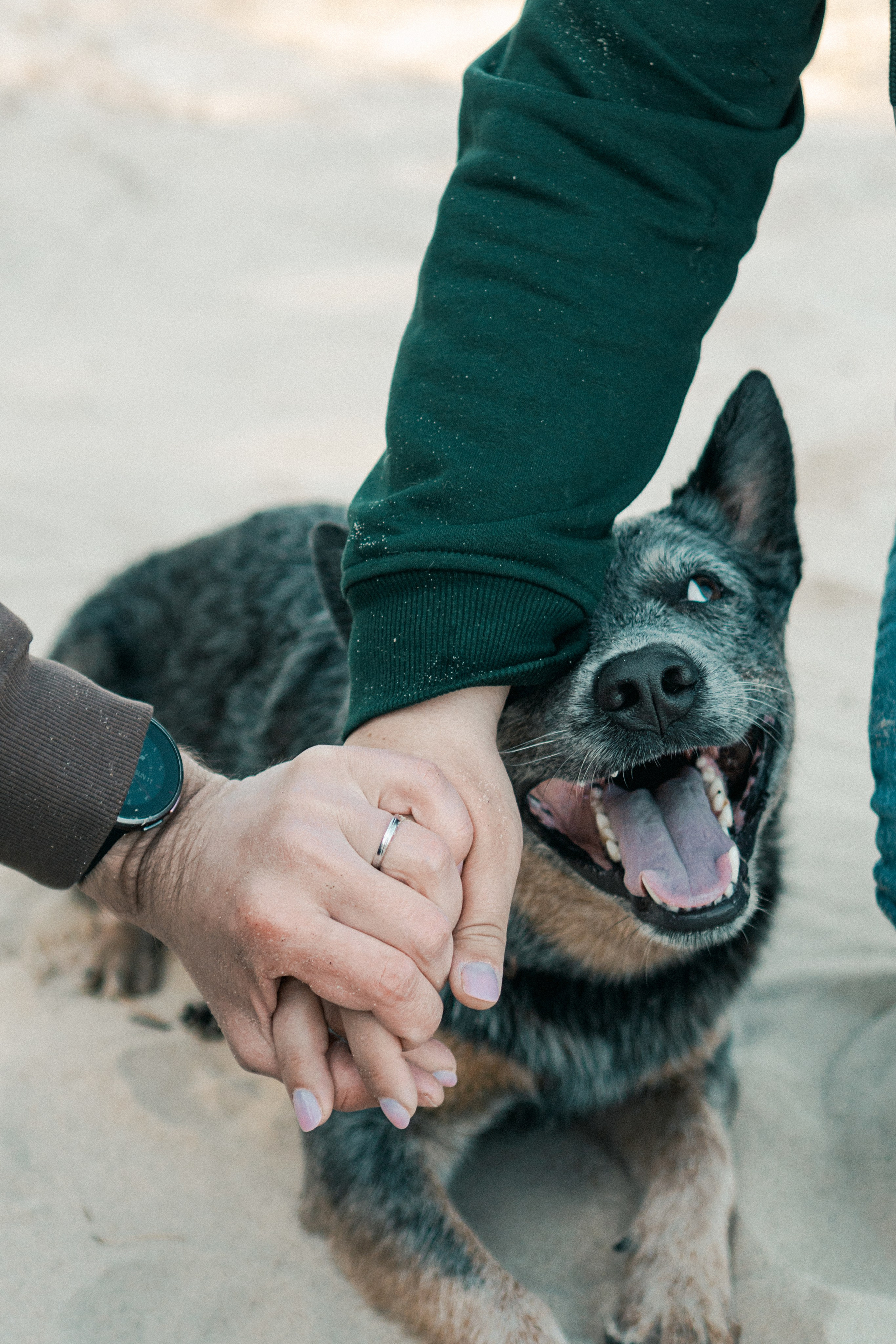 Oskar, Maria & Dmitrii. Kat Laisaar — Pet photographer in Tallinn