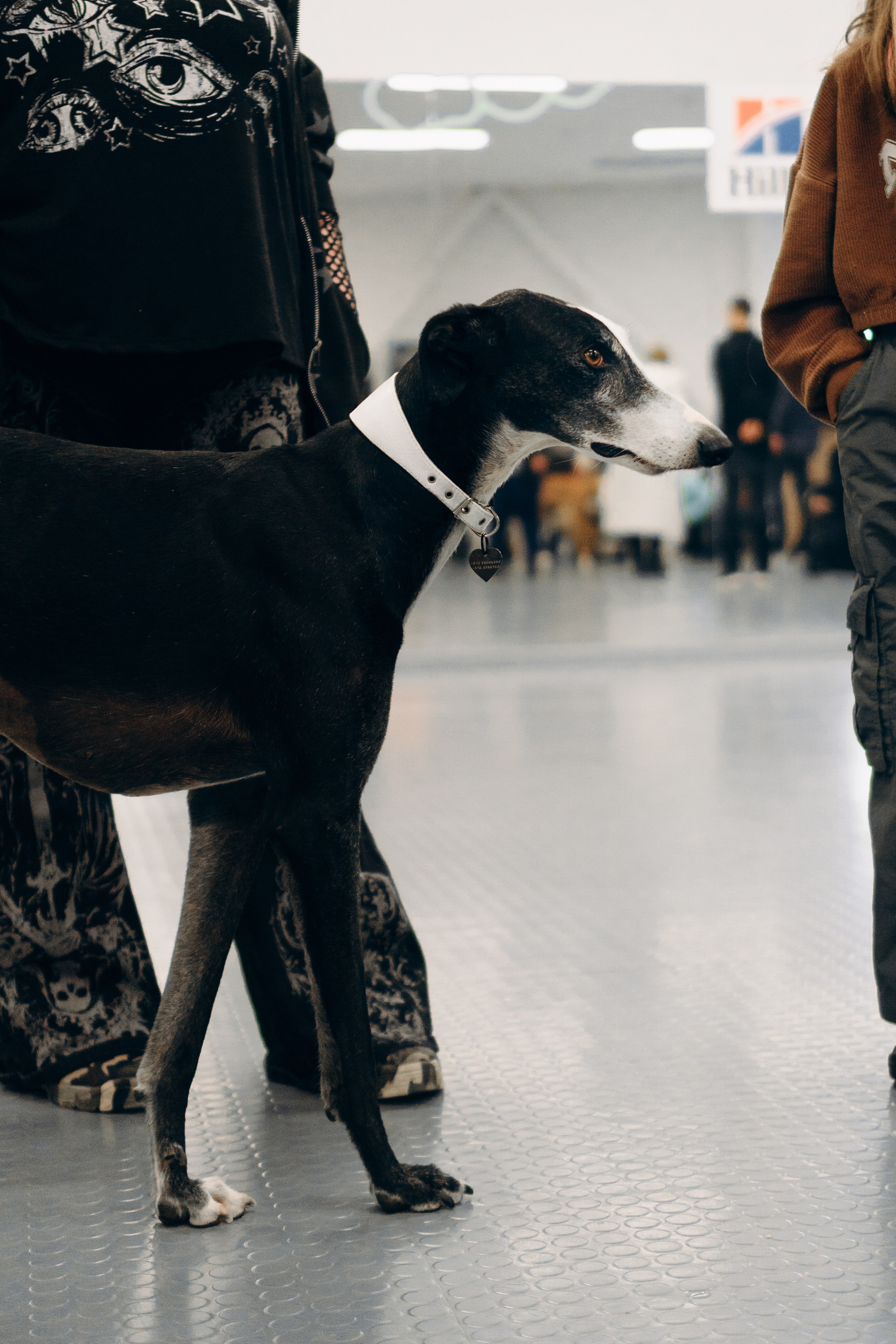 GalgoTreff / PetCity Rannamõisa, 13 apr. 2025. Kat Laisaar — Pet photographer in Tallinn