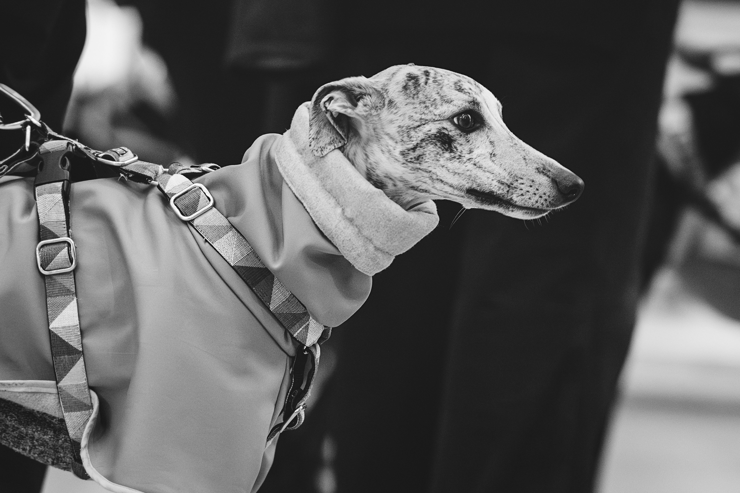 GalgoTreff / Solaris keskus 16 november. Kat Laisaar — Pet photographer in Tallinn