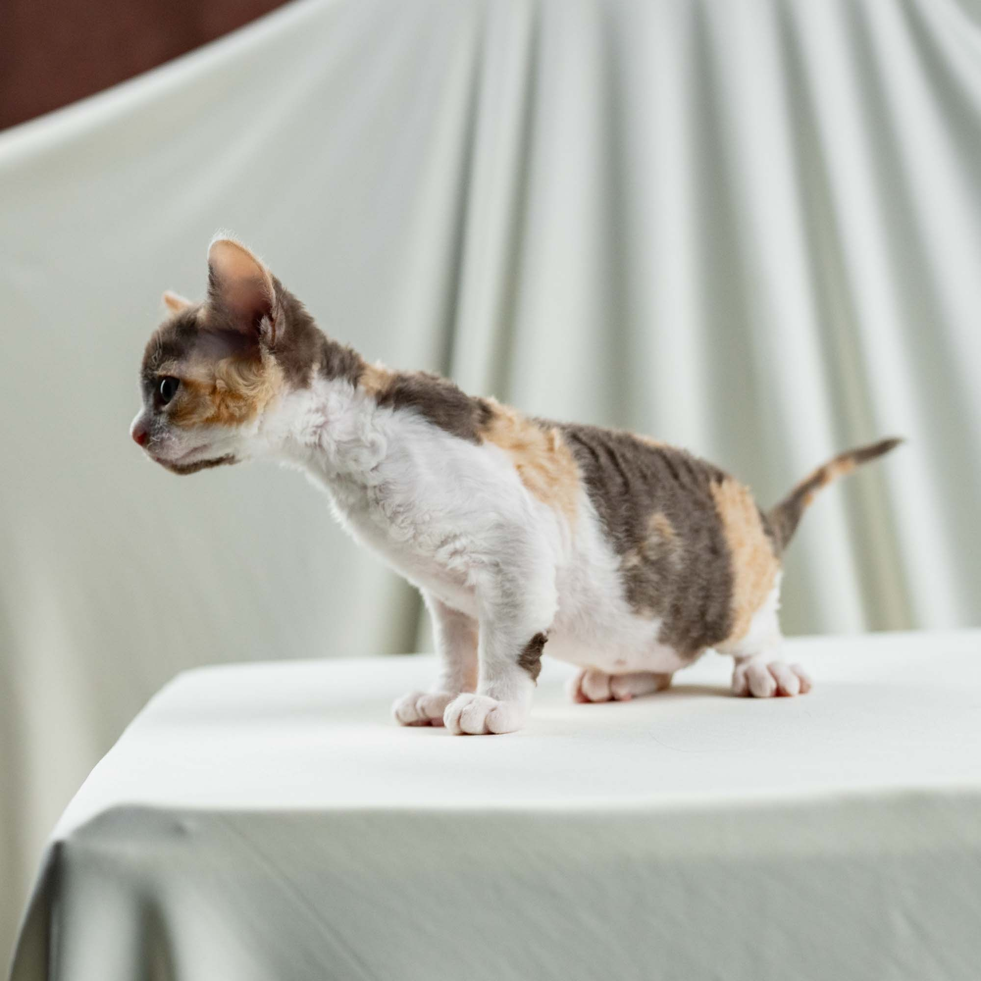 Dixie, girl, born on 06.06.24 SOLD. Devon Rex Pixie Cattery