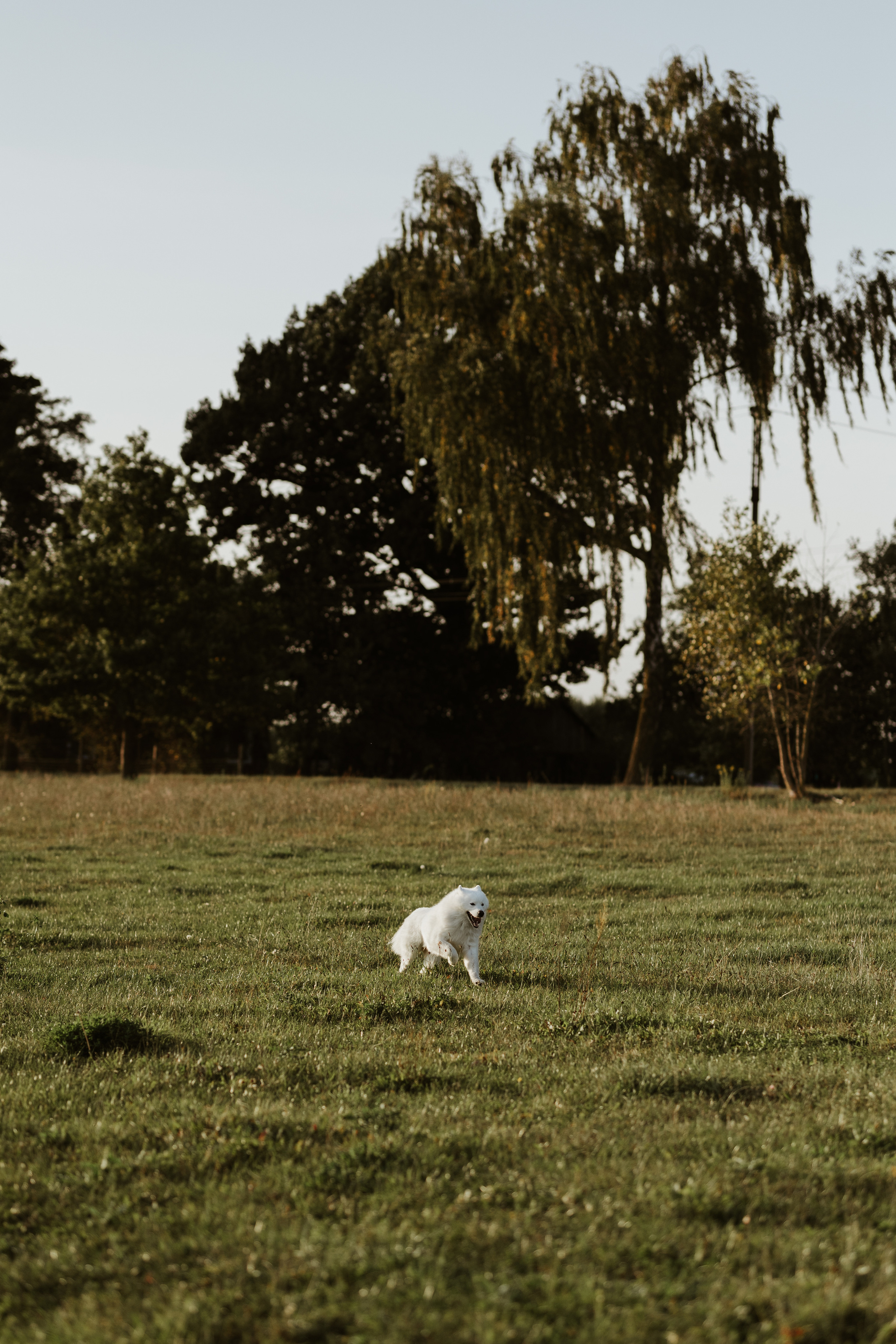 Laukimo (nėščiosios) fotosesija Marijampolėje