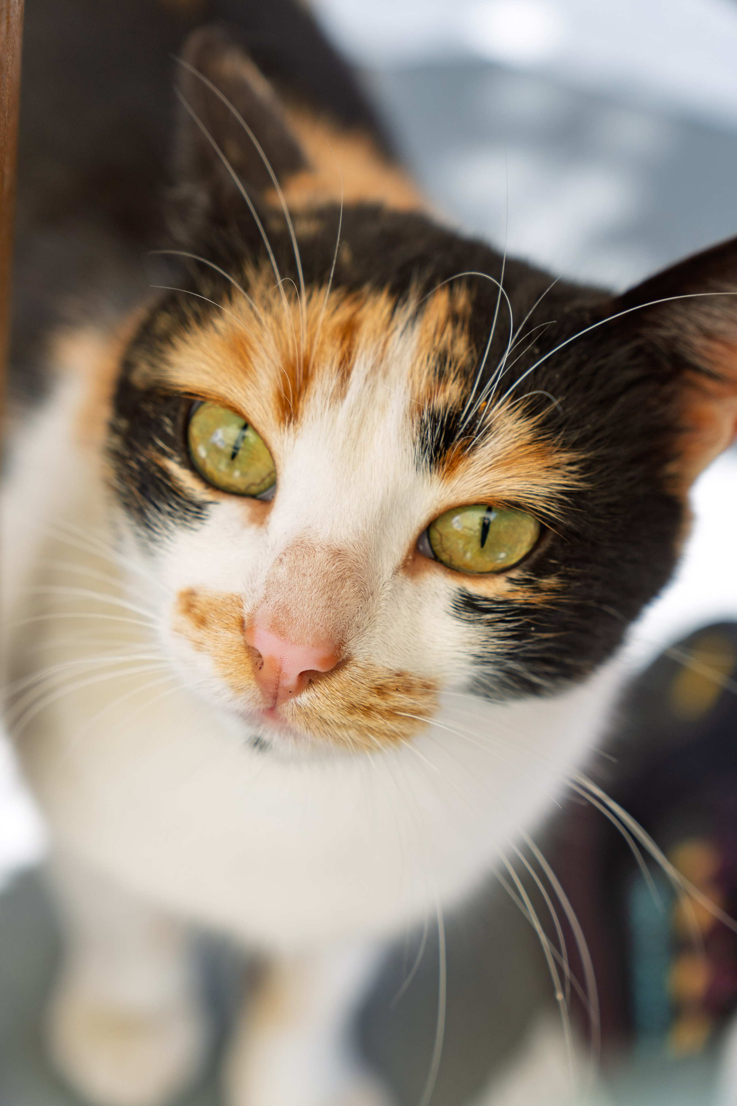 Thasos 2025. Fotografiideplacere.net