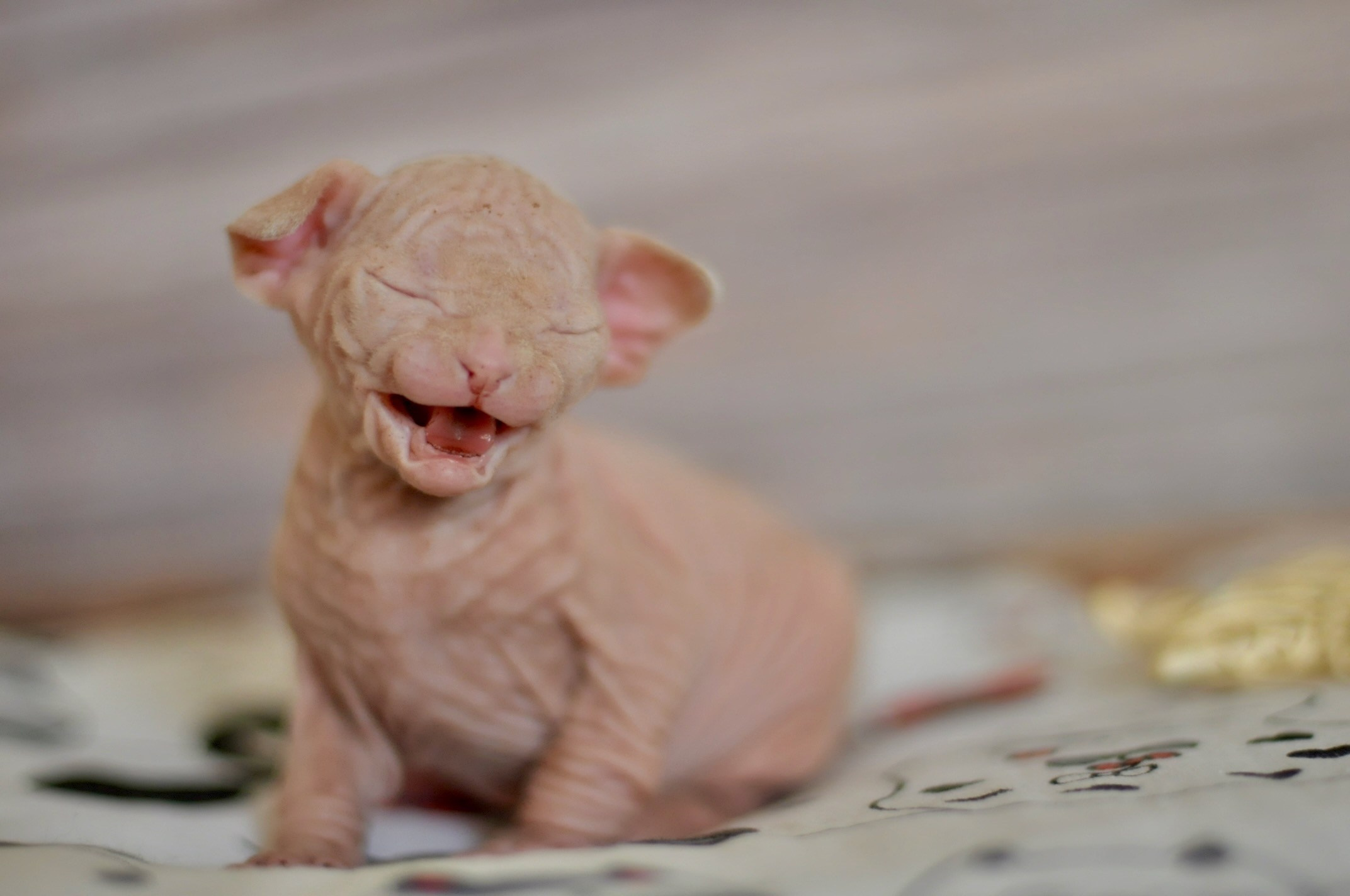 A cattery of Canadian Sphynx breed, located in Limassol, Cyprus