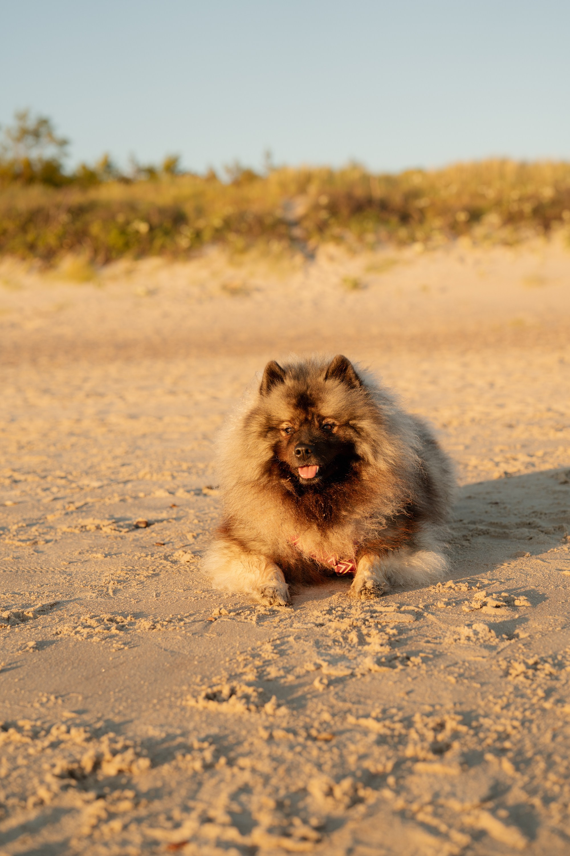 Rūta, Mindaugas, Yuma ir Meila. Vita Klimaševska ○ Fluffy Soulmate Photography