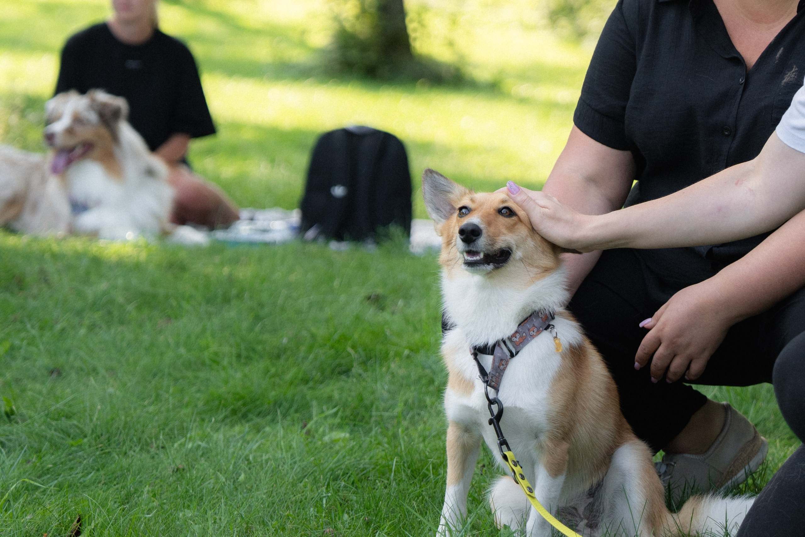 Heppi Dogo fest 2025. Vita Klimaševska ○ Fluffy Soulmate Photography