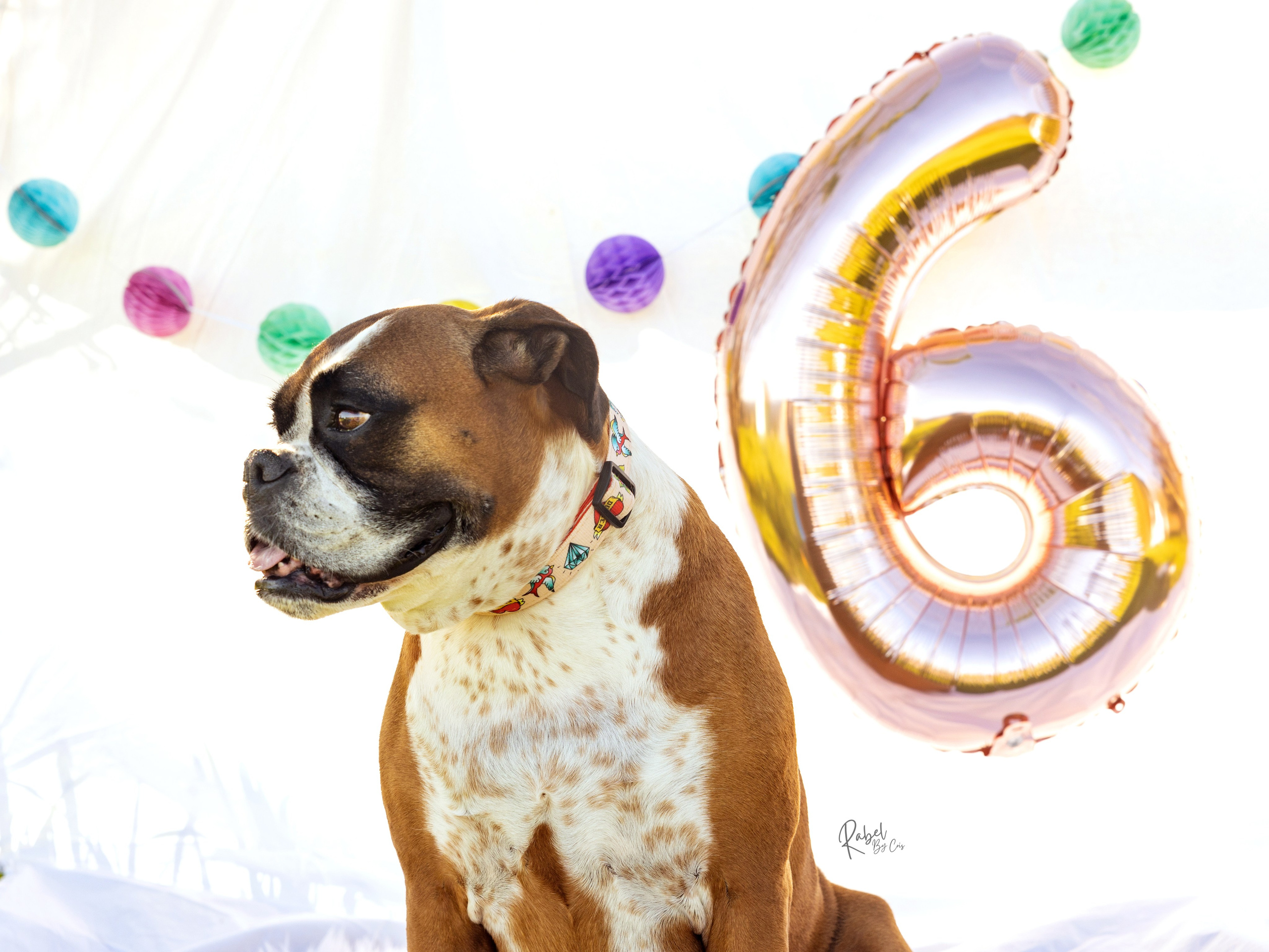 Sesiones fotográficas a mascotas. RabelByCris Fotógrafa en Coruña de Eventos, sesiones, mascotas