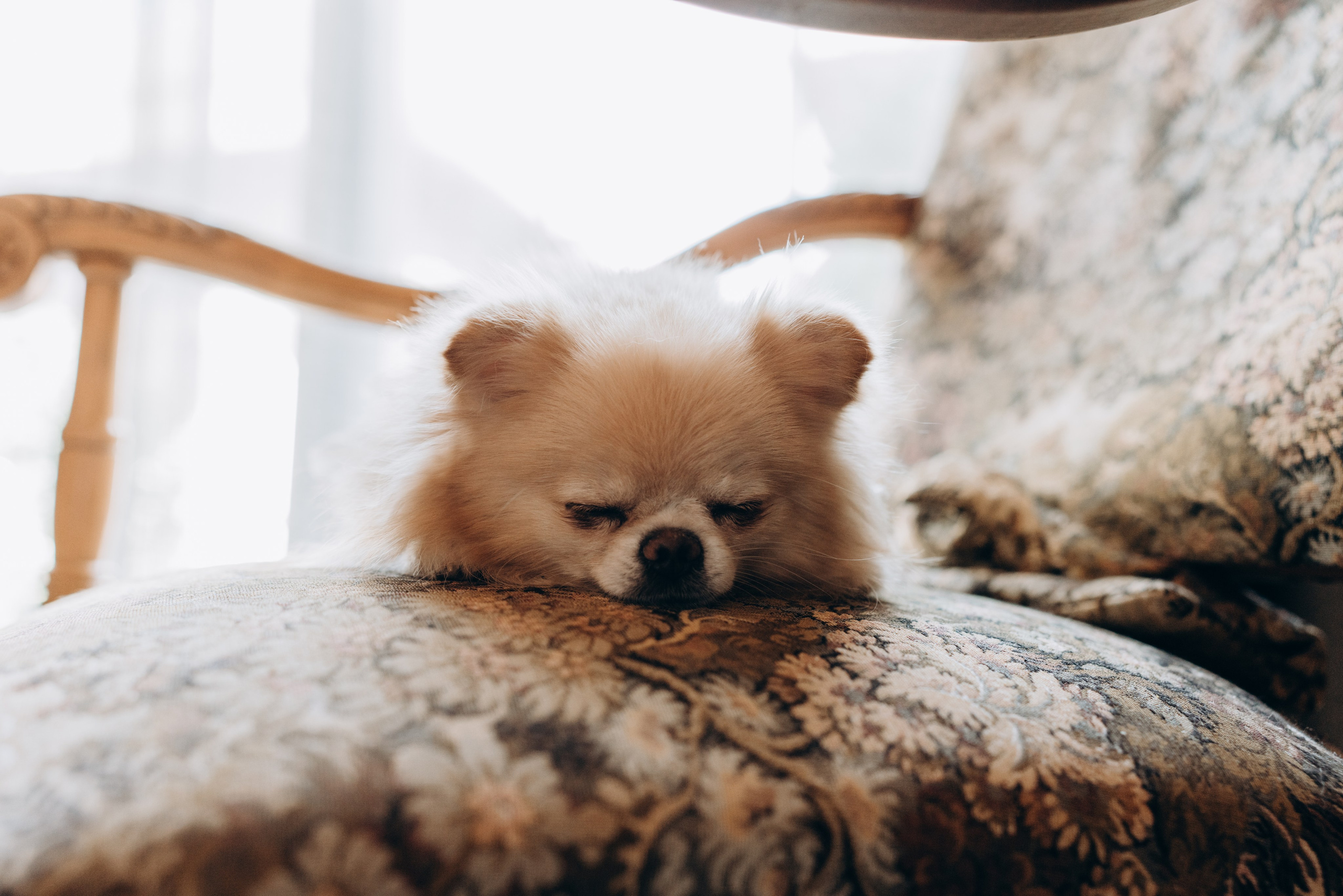 R&F. Photographer Netherlands