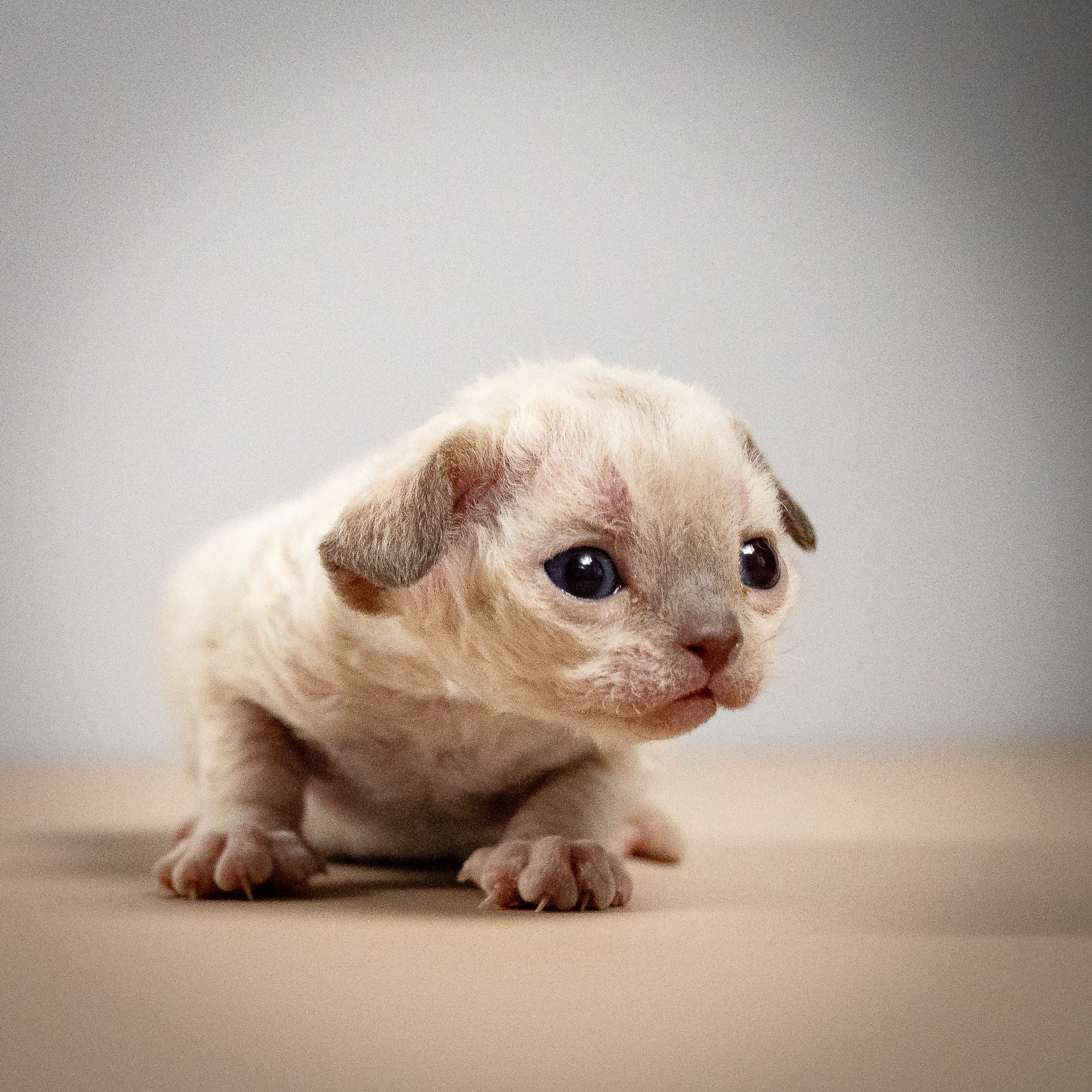 Mila, girl, born 01.15.26. Devon Rex Pixie Cattery