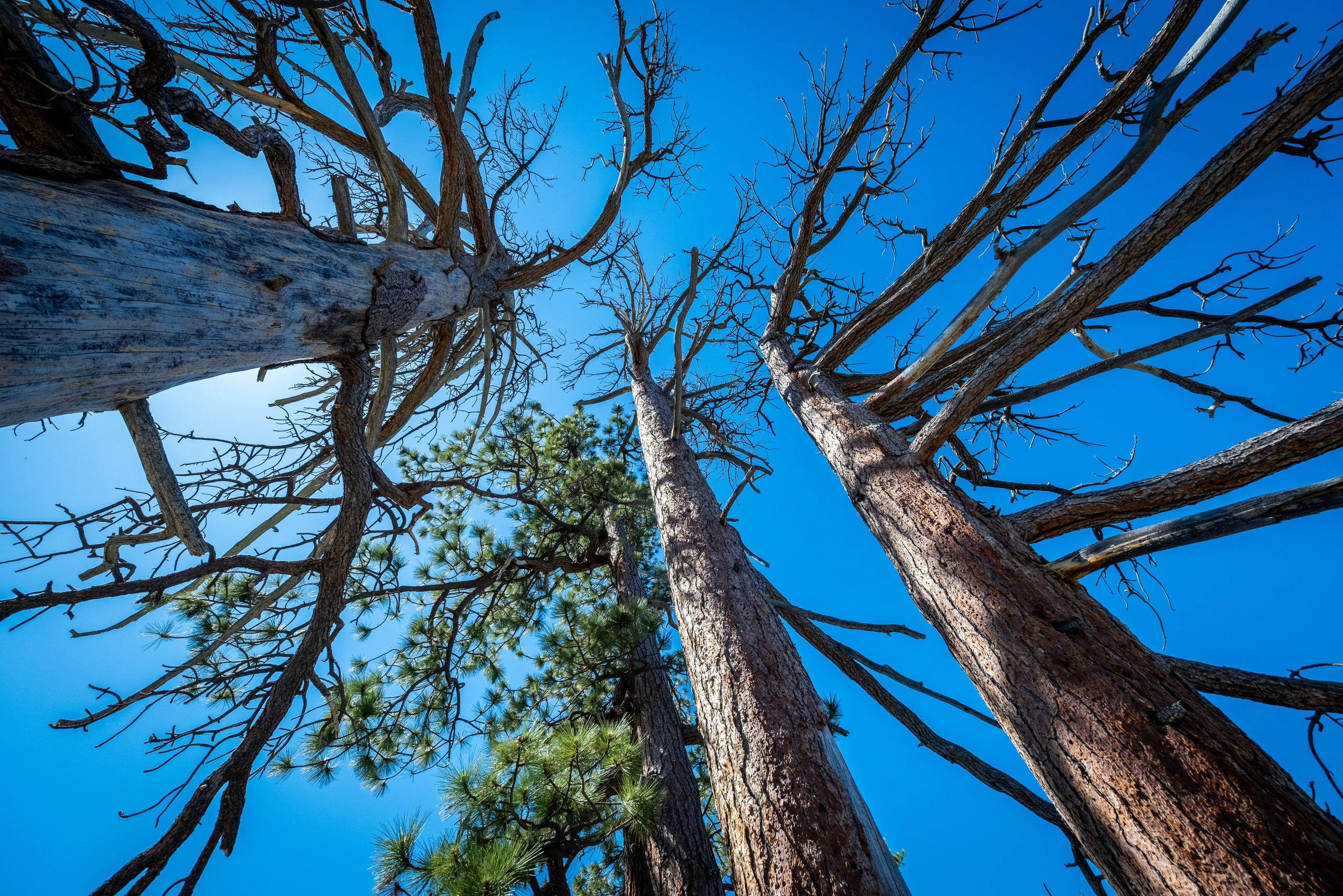 TAHOE. Reportage concert portrait photography in the San Francisco Bay Area