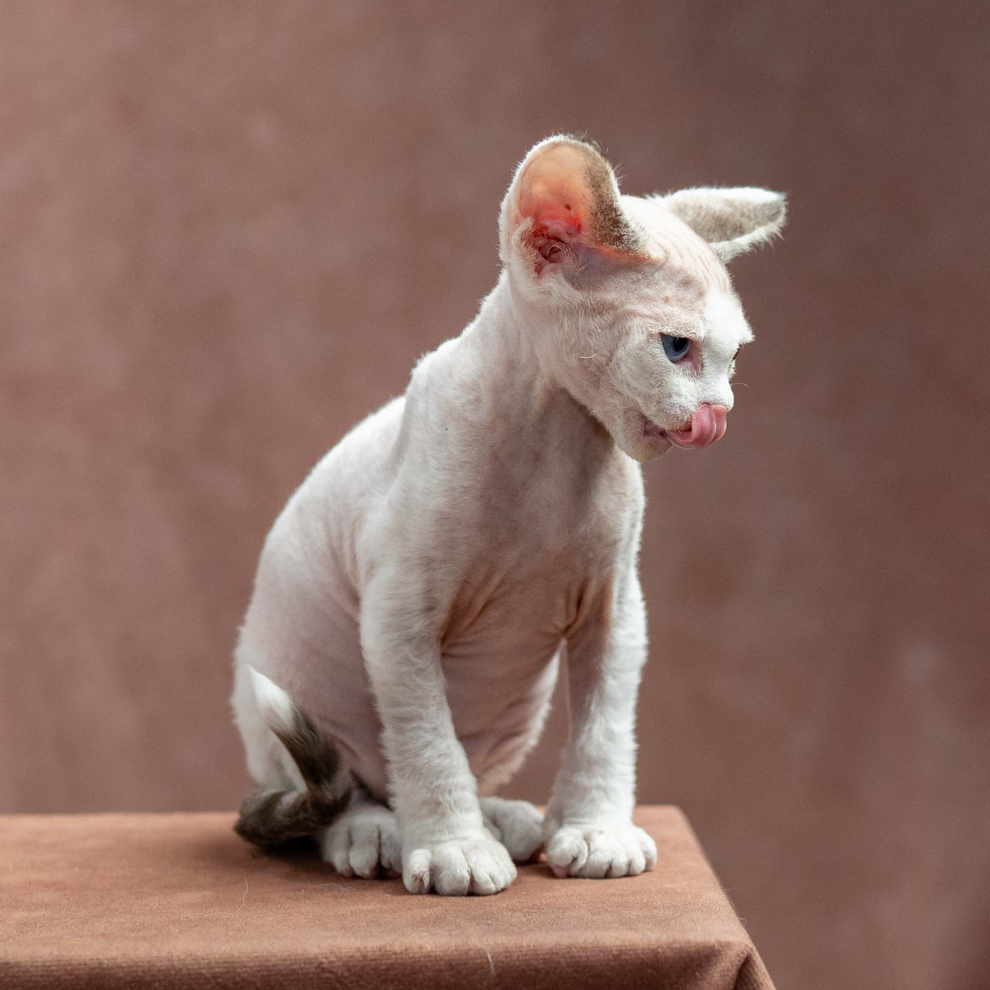 Frosttip, boy, born on 01.01.25. Devon Rex Pixie Cattery