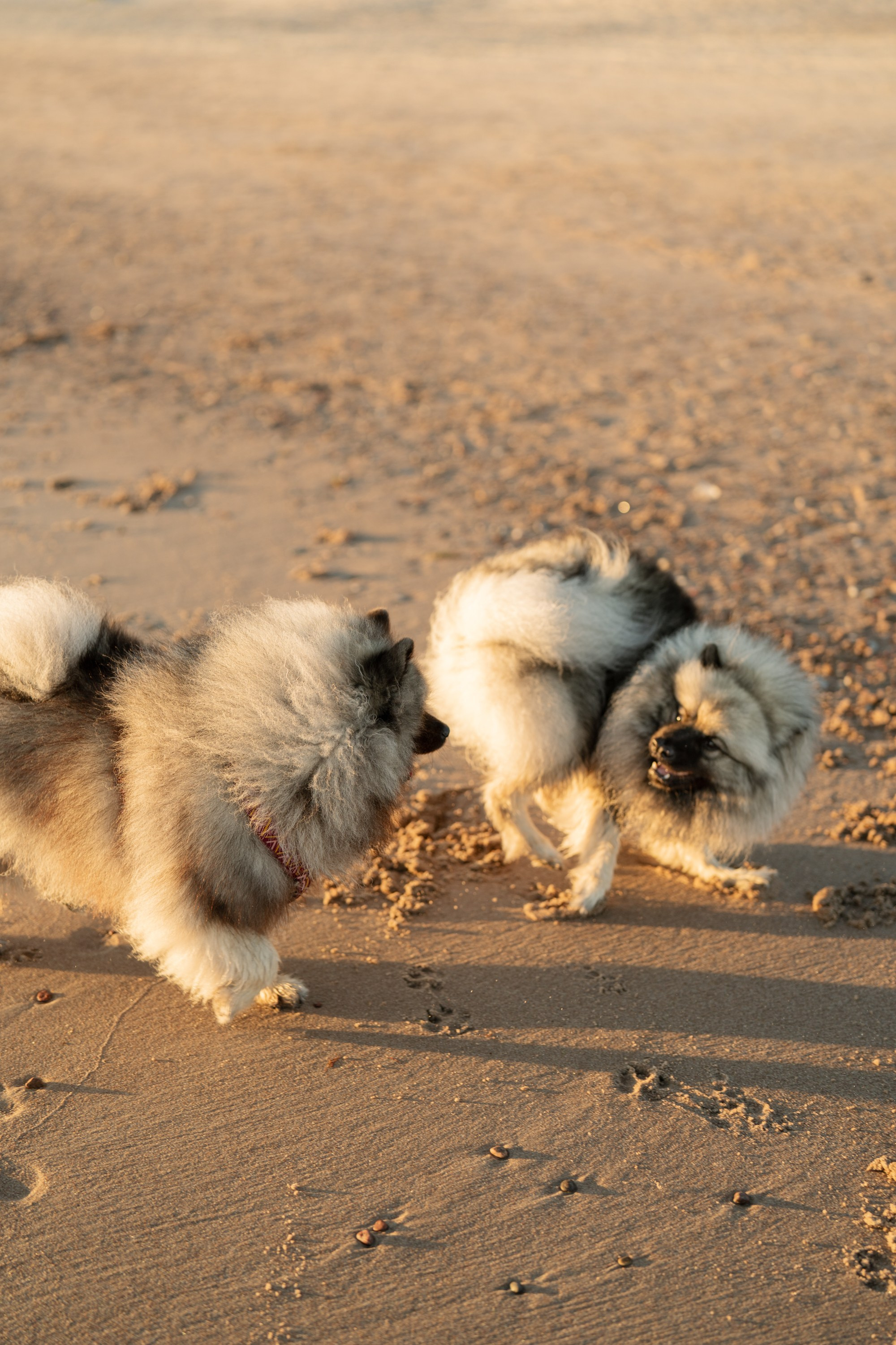 Rūta, Mindaugas, Yuma ir Meila. Vita Klimaševska ○ Fluffy Soulmate Photography