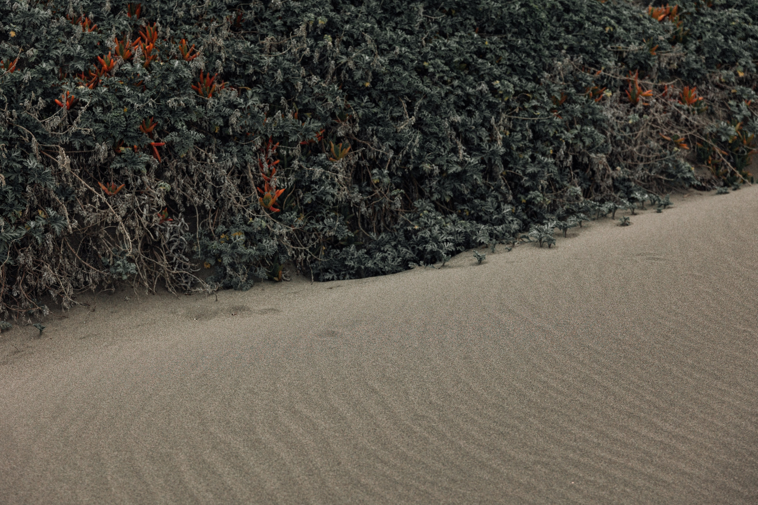 Natalia & Carlos. Anniversary love story. Fotógrafa familiar Santiago y Chile Anna Almazova