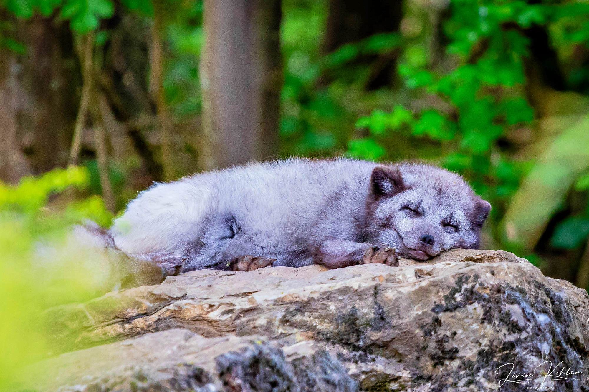 Wildpark Bad Mergentheim. FOTO KREATIV