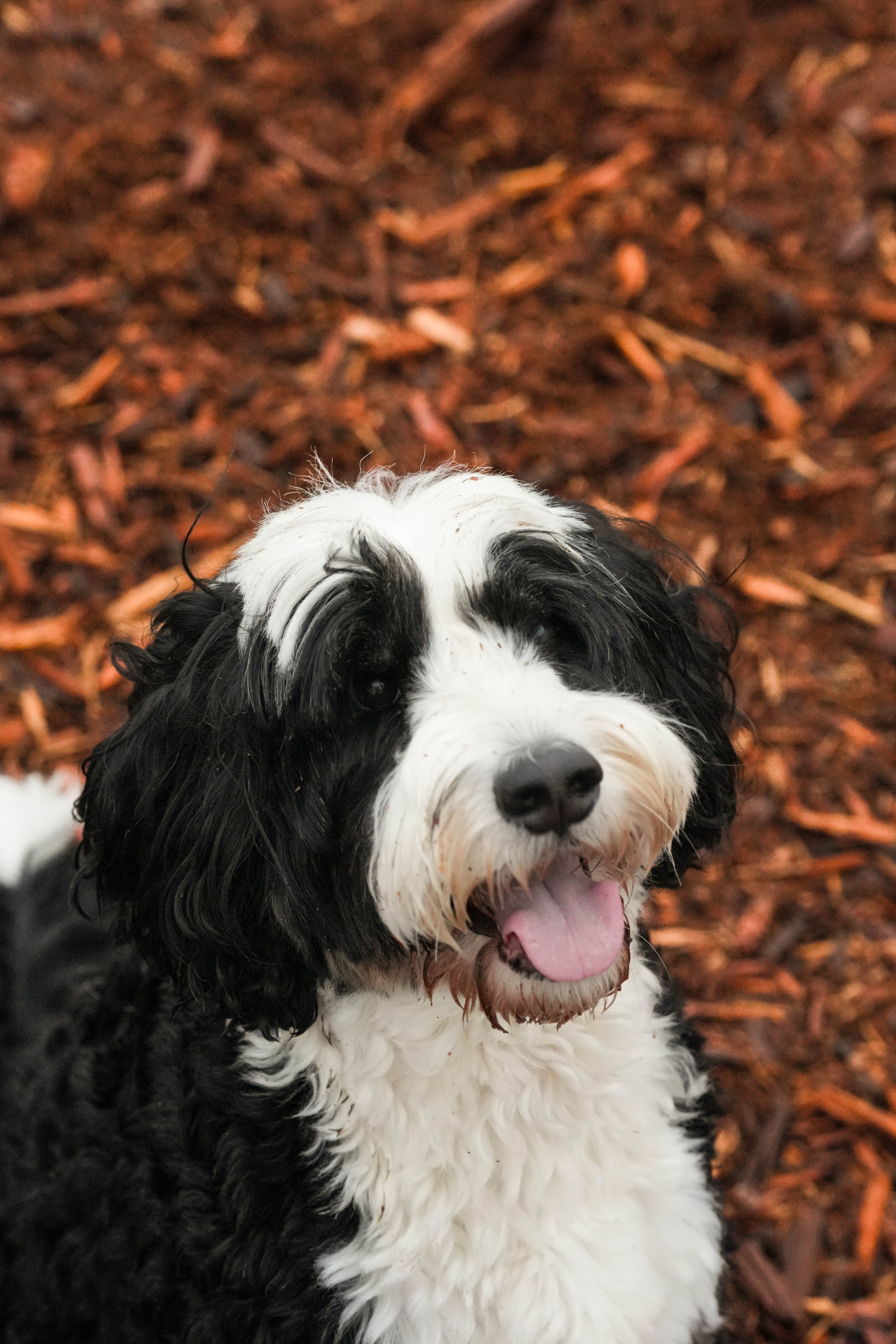 Pets. Shuttergry Photography