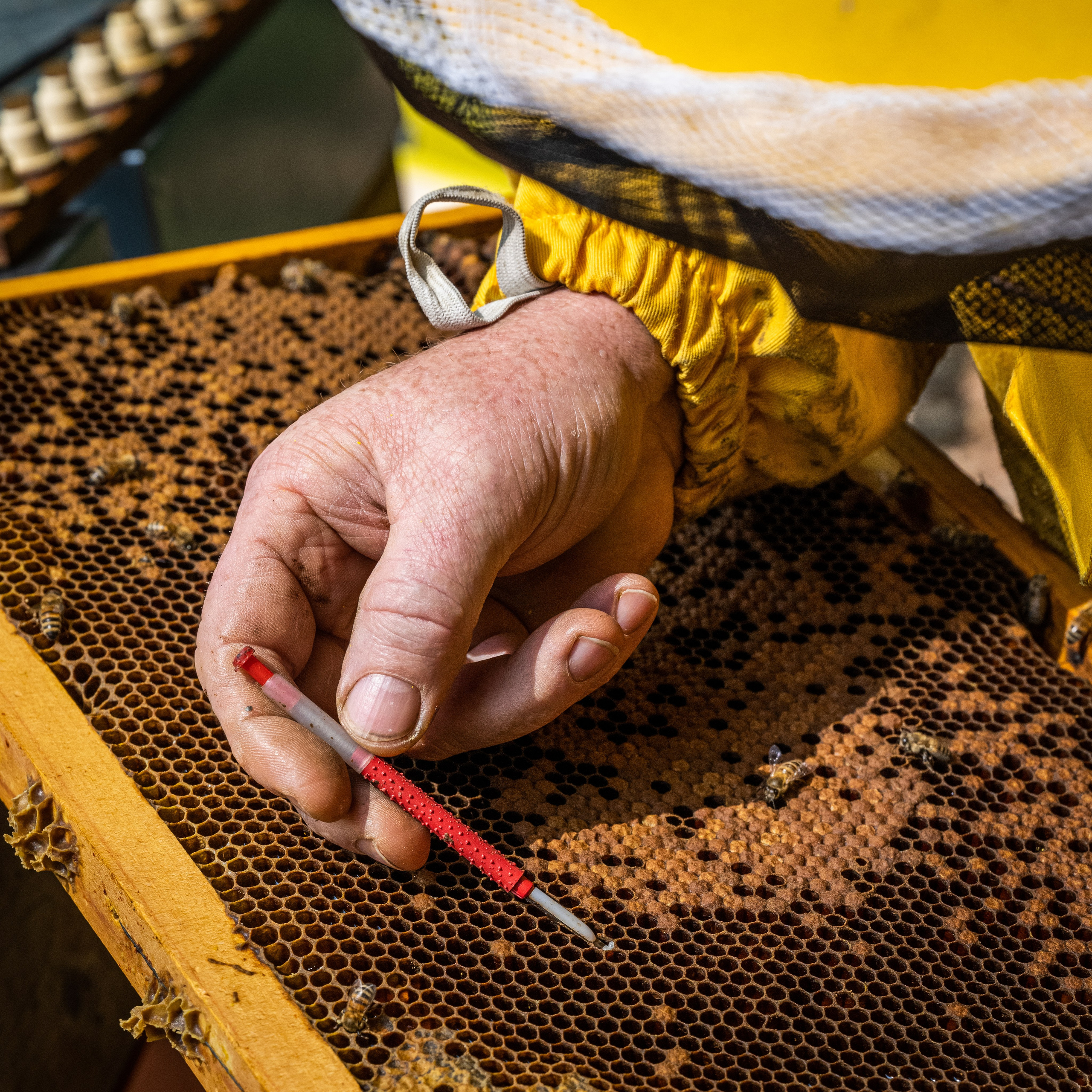 Apicultura Bergadano. “Gianmaria Coscia fotografo per passione”