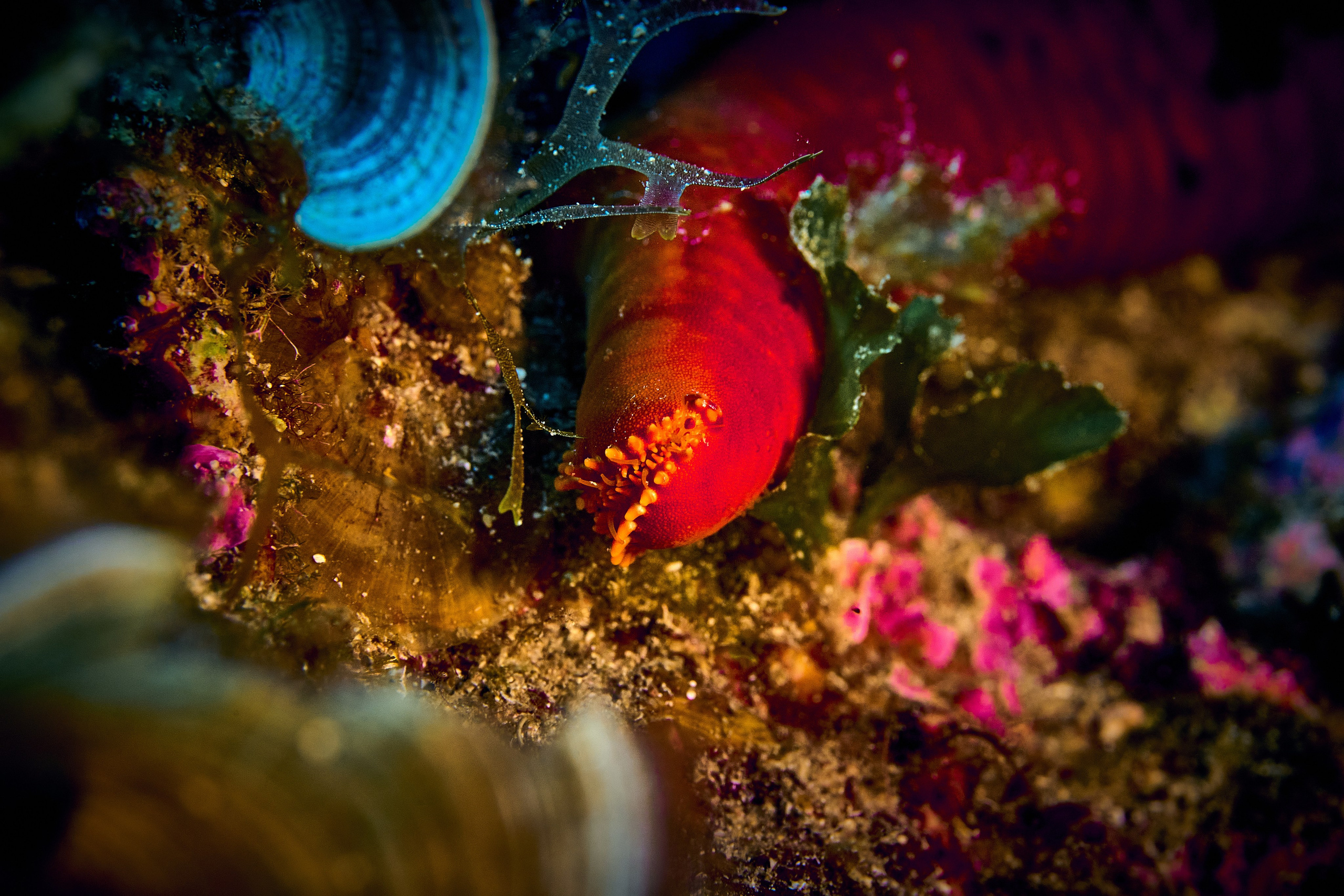 Mieszkańcy mórz. Andriej Szypilow — Photography & Videography