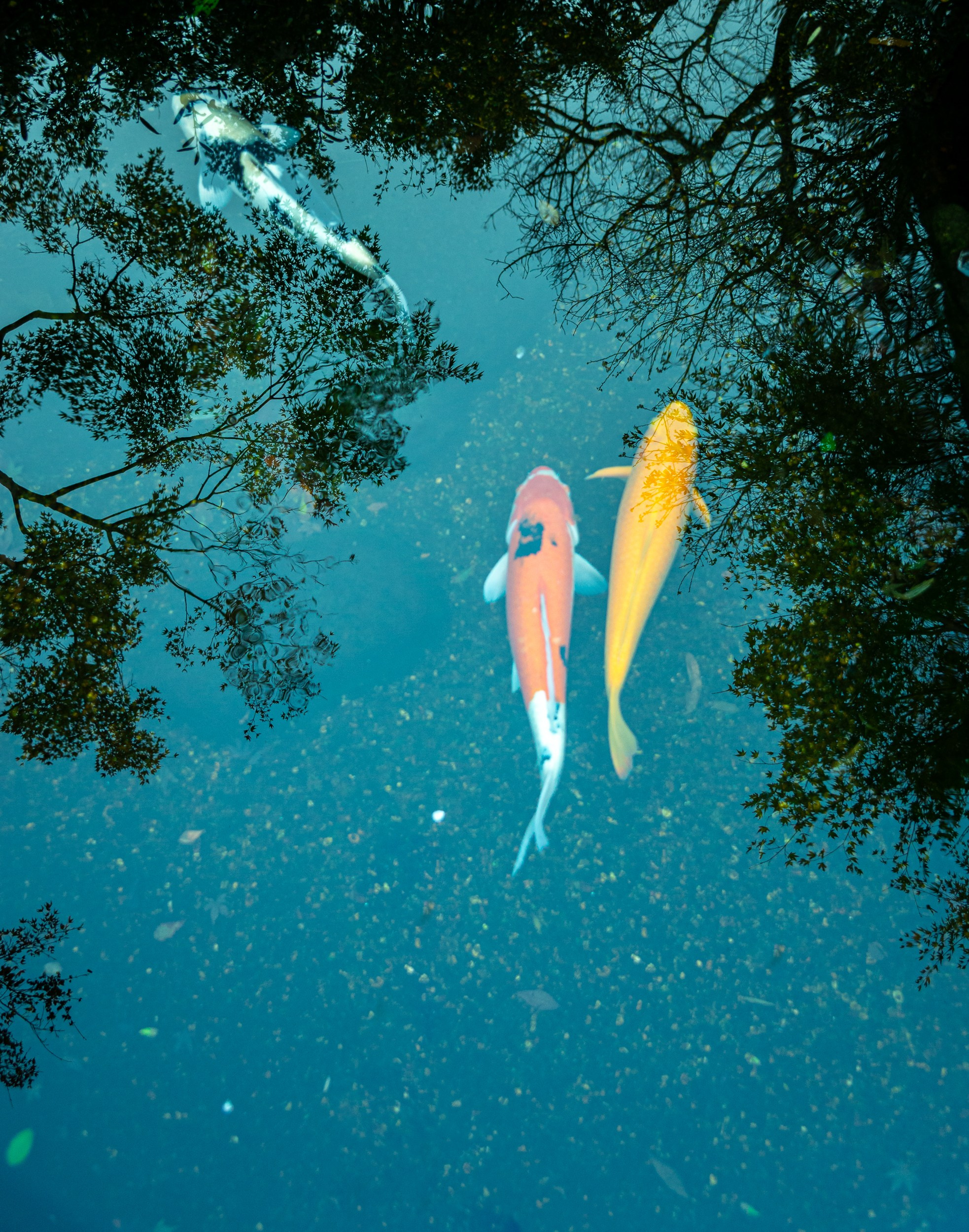 Japan. Marius Ciocan