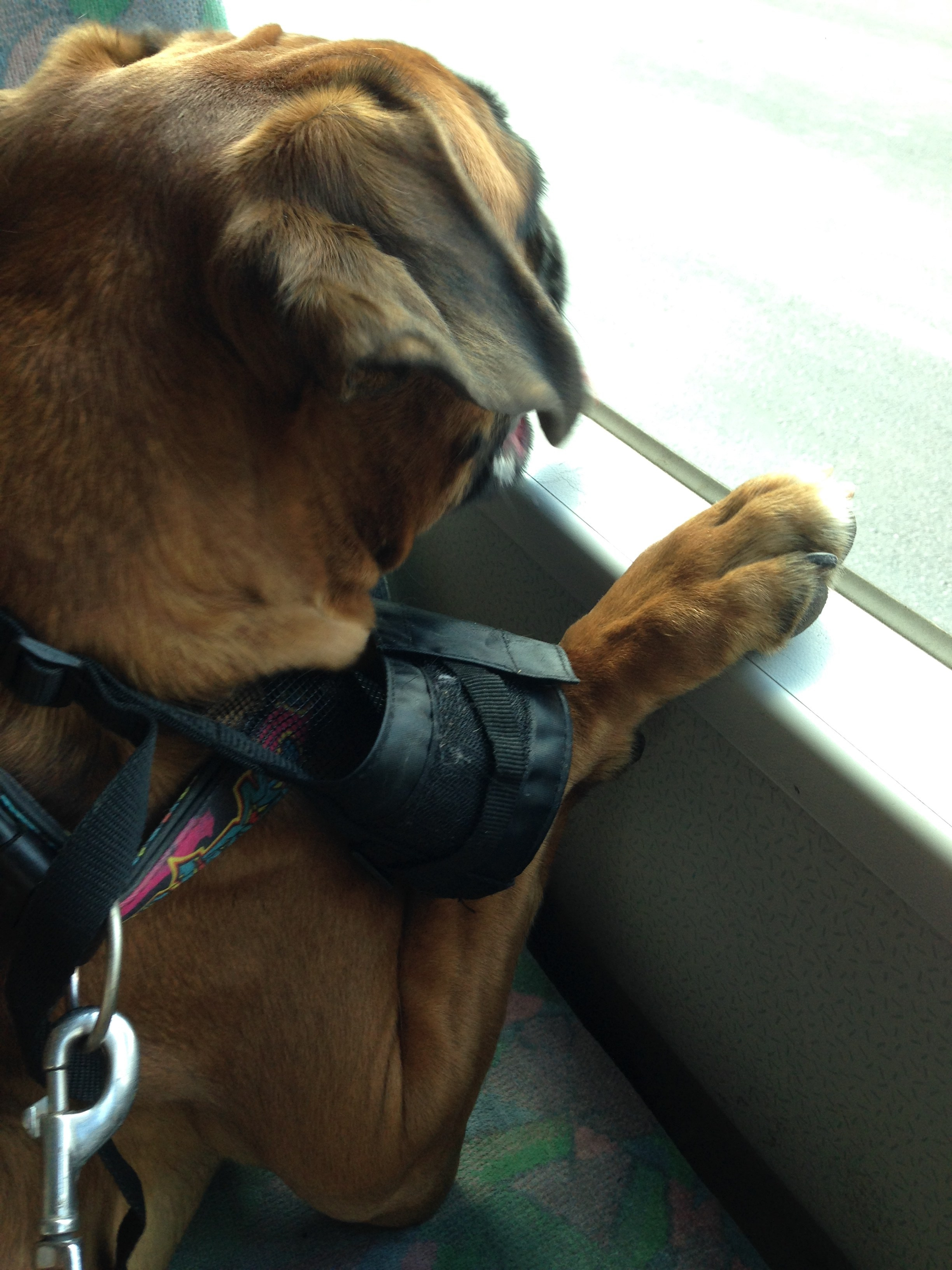 My ״Star״ Boxer Dog