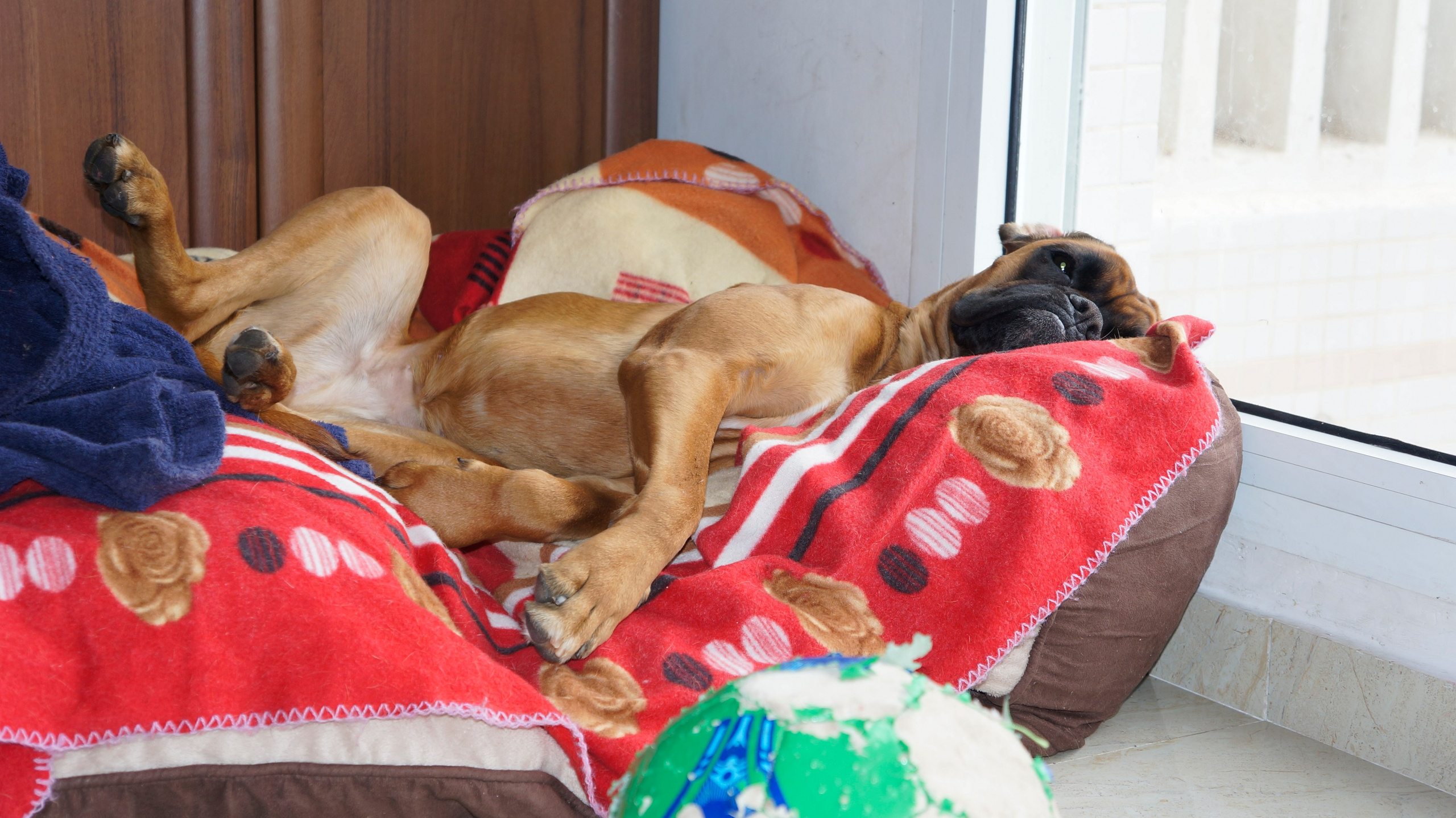 My ״Star״ Boxer Dog