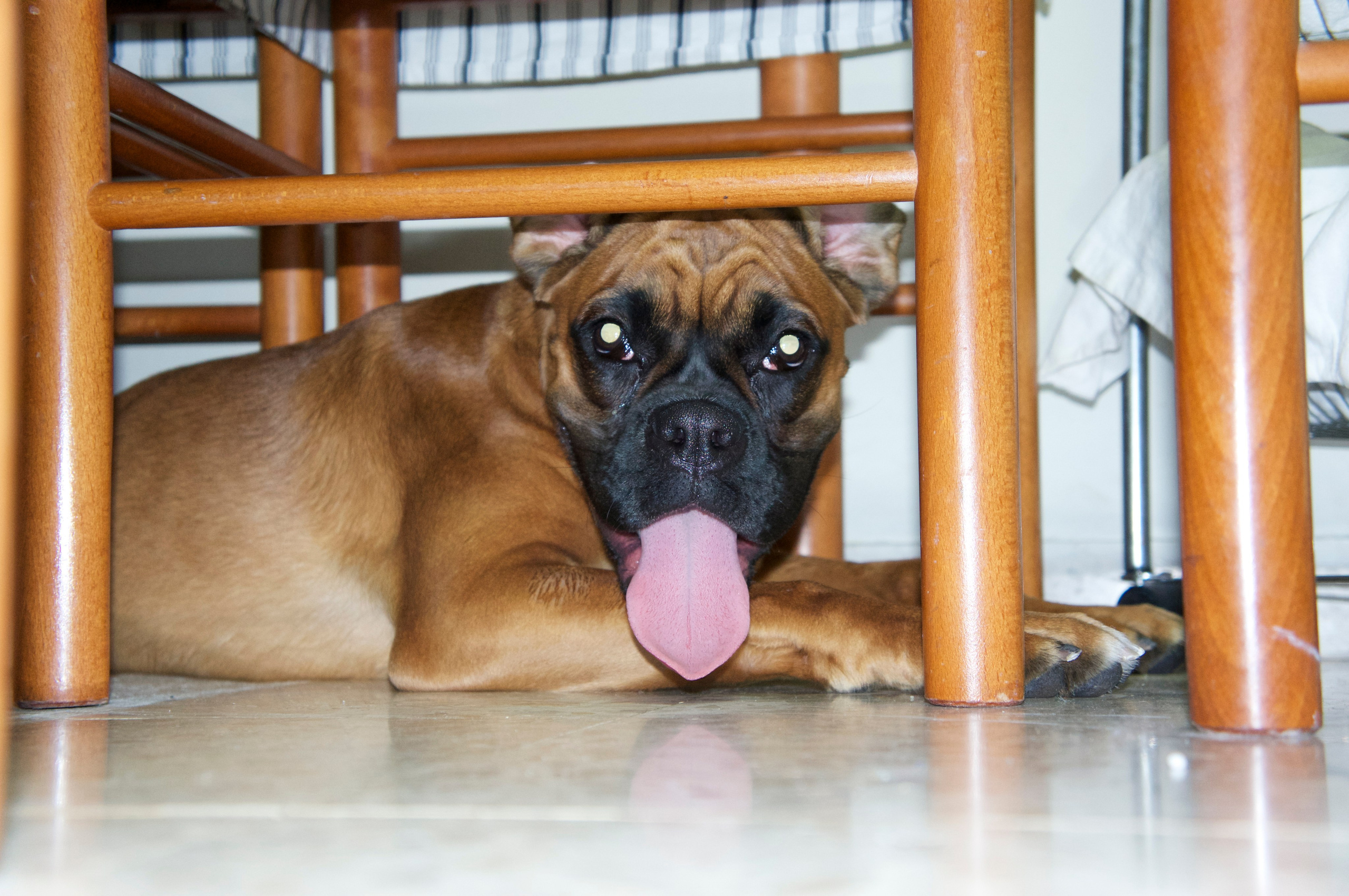 My ״Star״ Boxer Dog