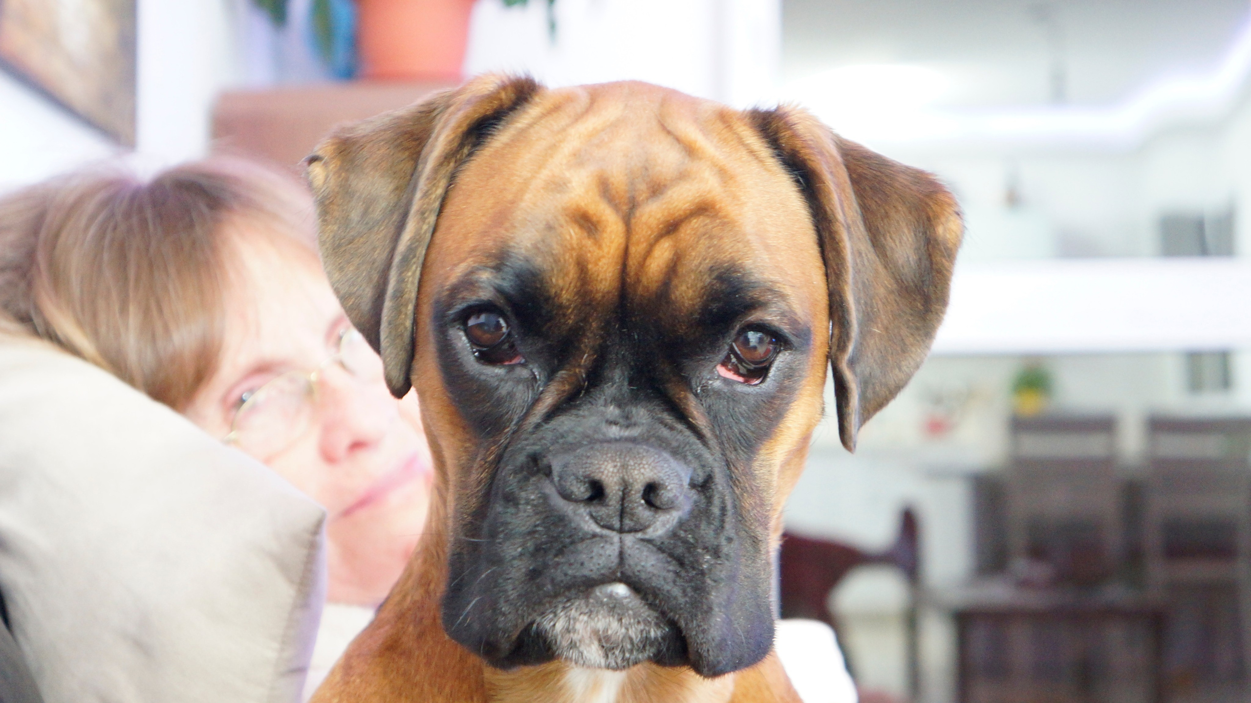 My ״Star״ Boxer Dog