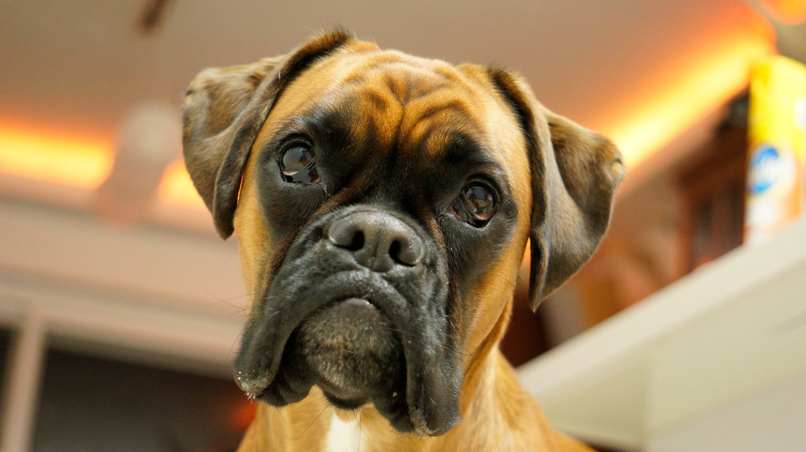 My ״Star״ Boxer Dog