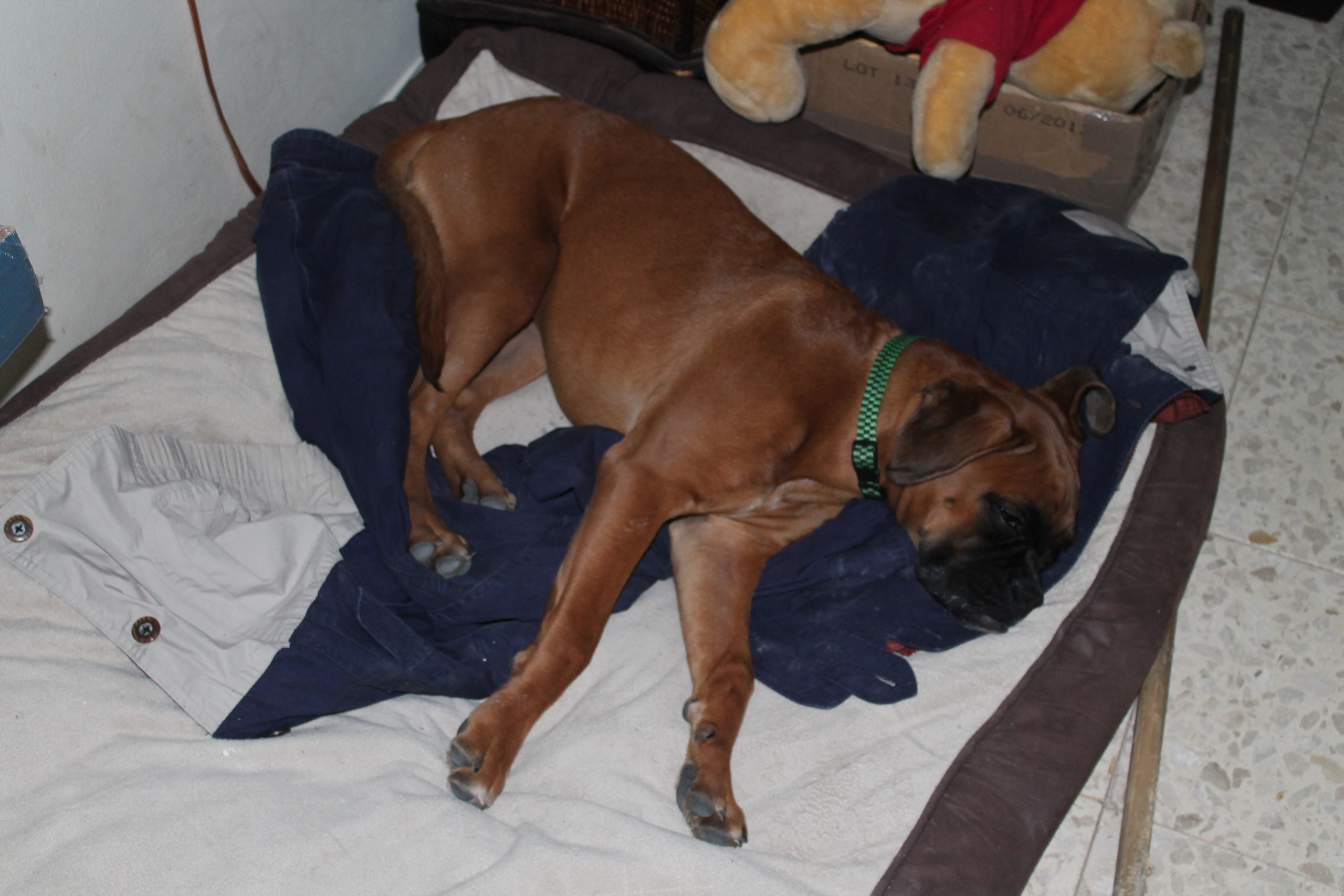 My ״Star״ Boxer Dog