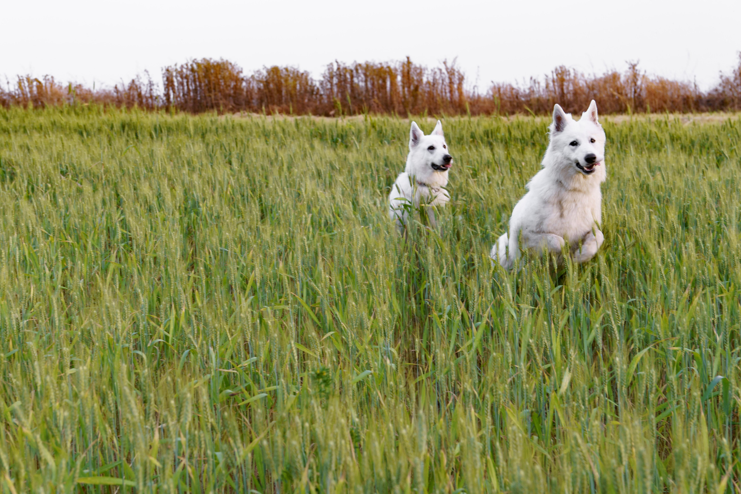 Шельга и Шегги. Главное меню