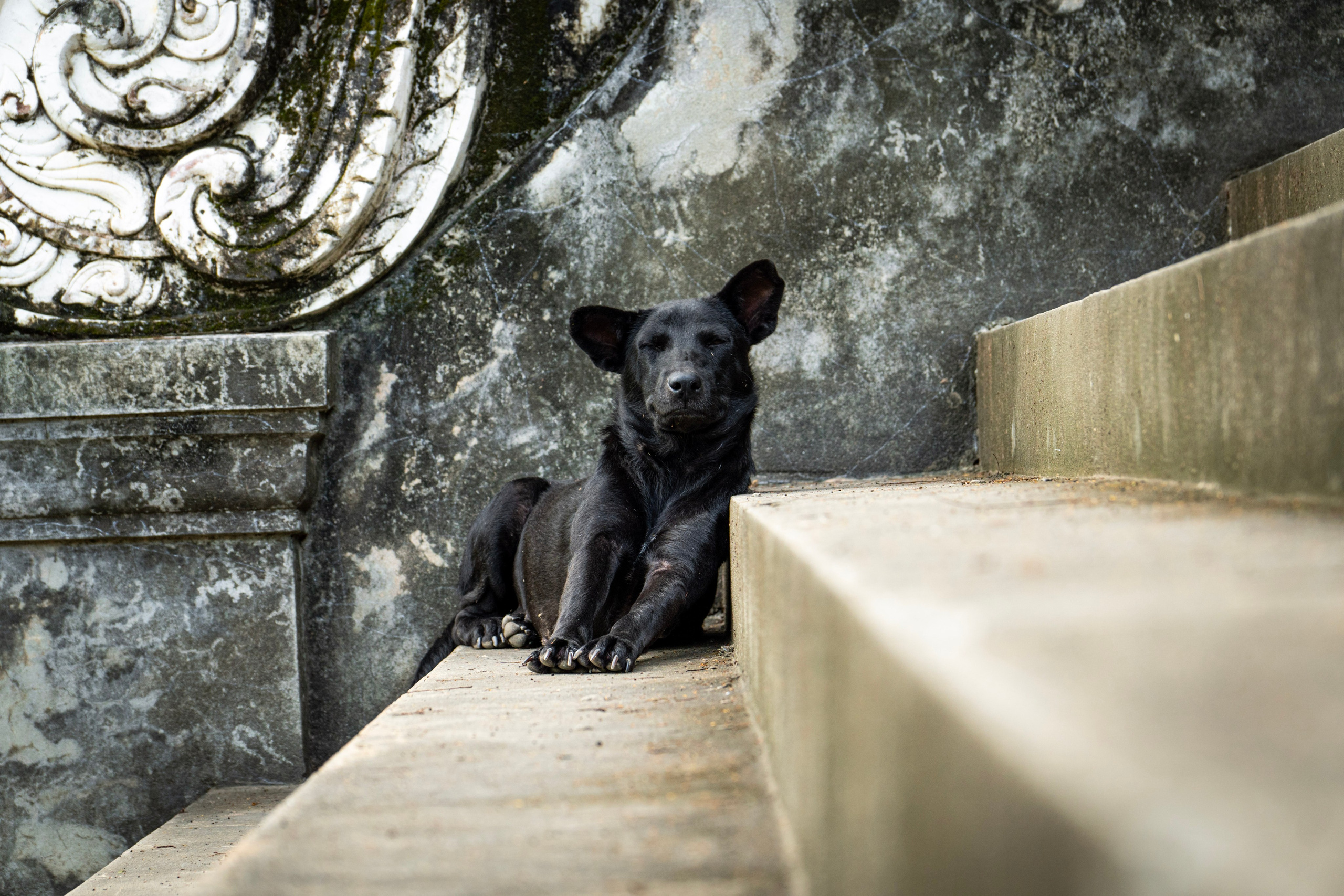 Random dogs. Главное меню