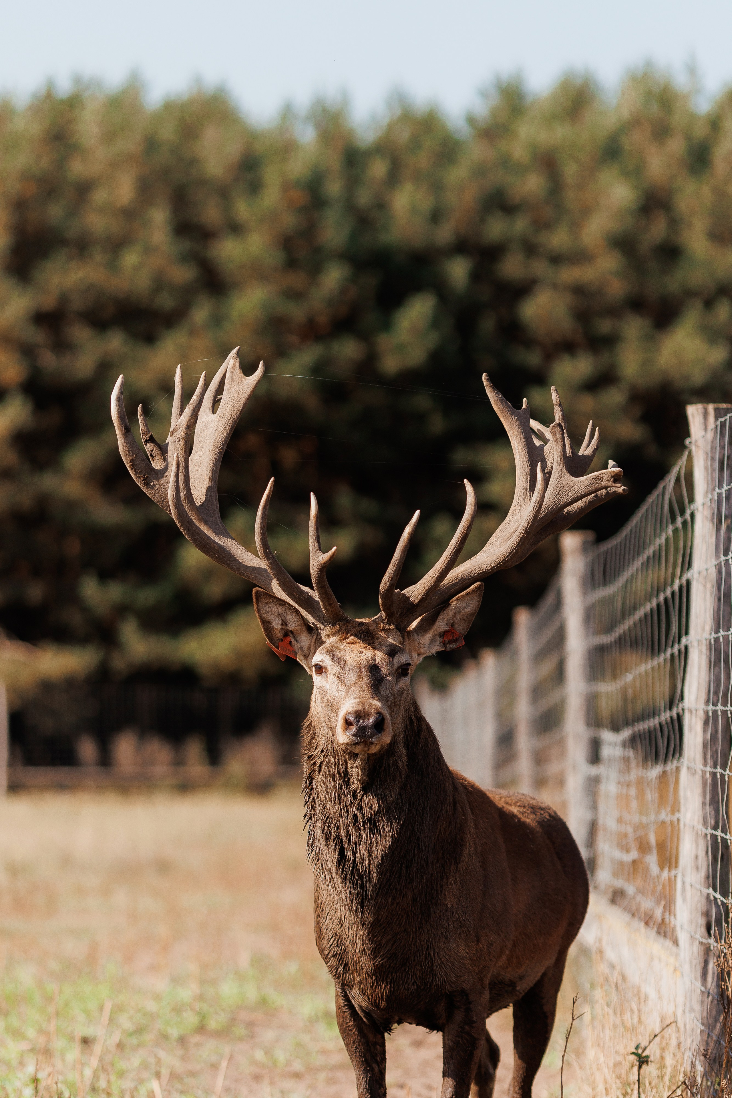 Екопарк Аміла. Ірина Терещук