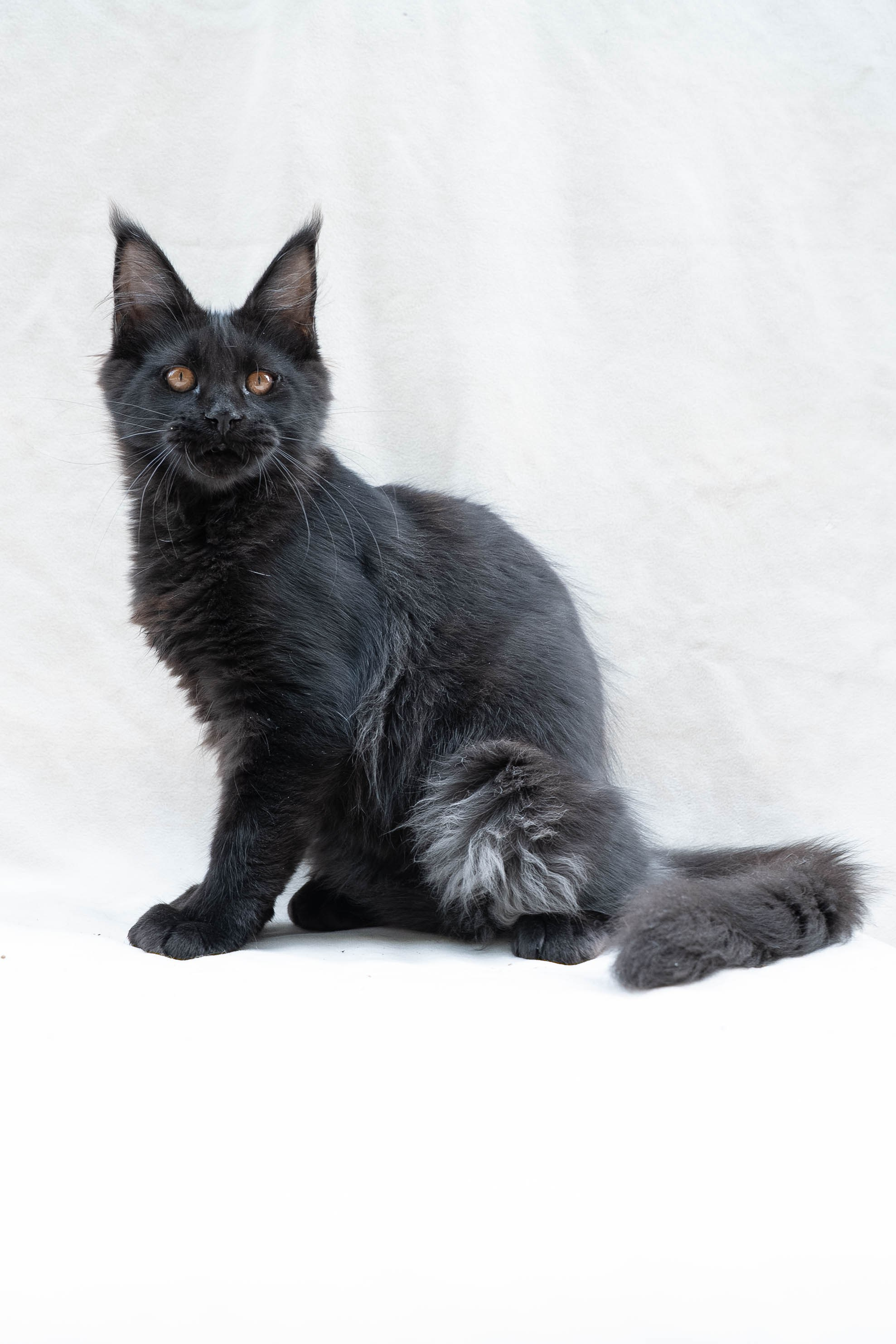 Senator Meliora. Senator Cat — Maine Coon cattery