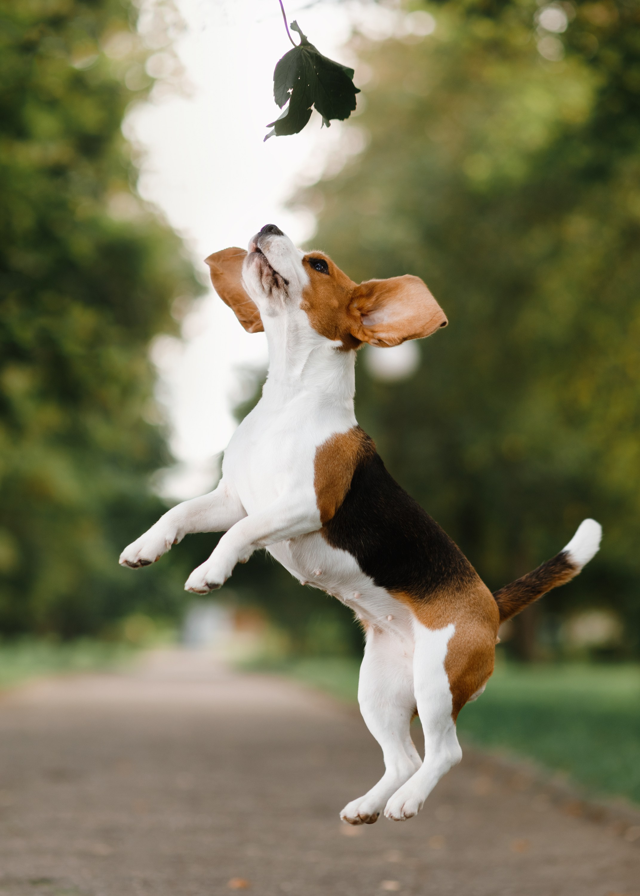 Summer photo day for dog handler. Kaja | fotograf we Wrocławiu | ludzie i psy