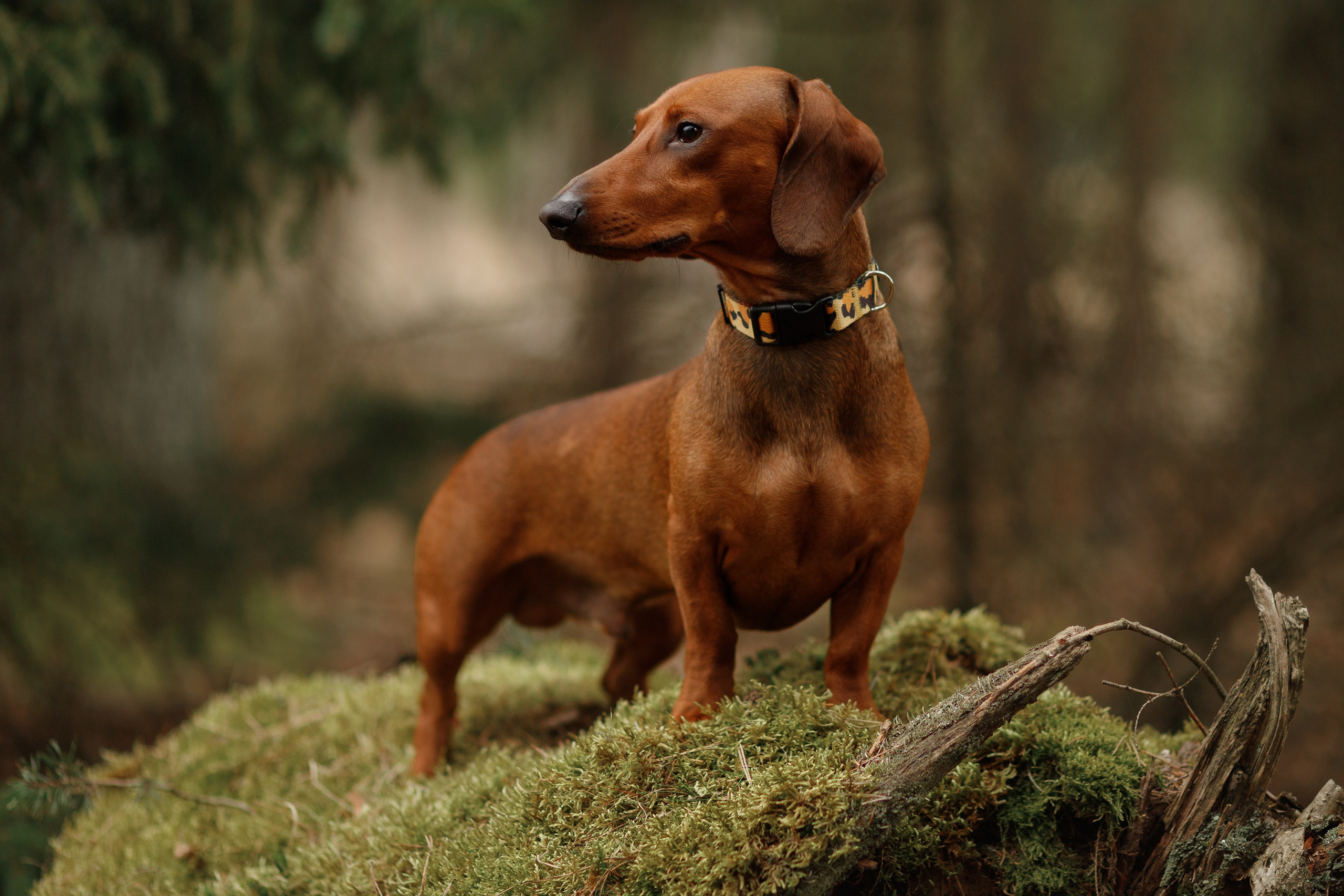 Ania, Franek & Vincent. Kaja | fotograf psów we Wrocławiu