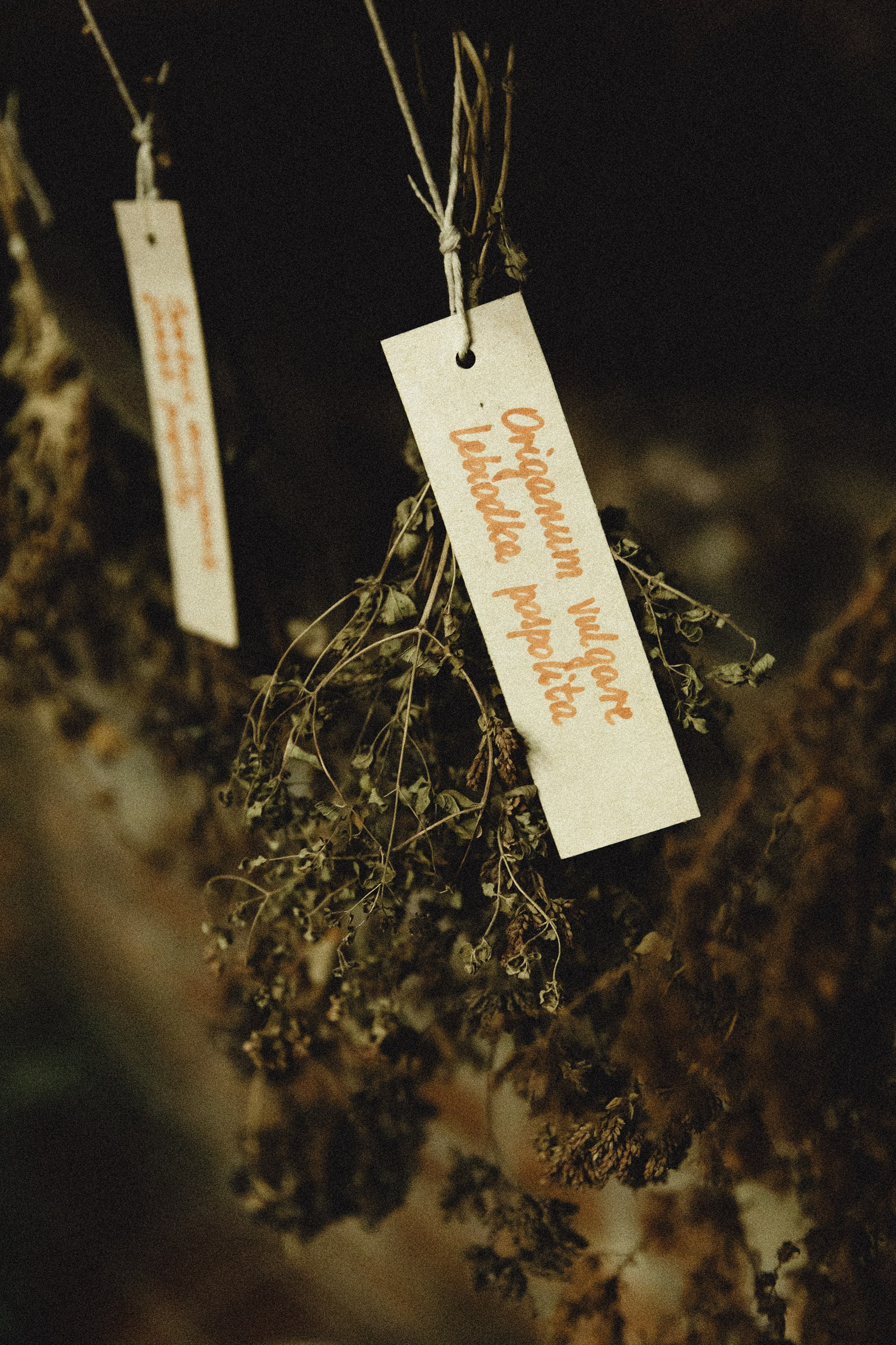 Museum of farmacy in Wroclaw. Kaja | fotograf we Wrocławiu | ludzie i psy