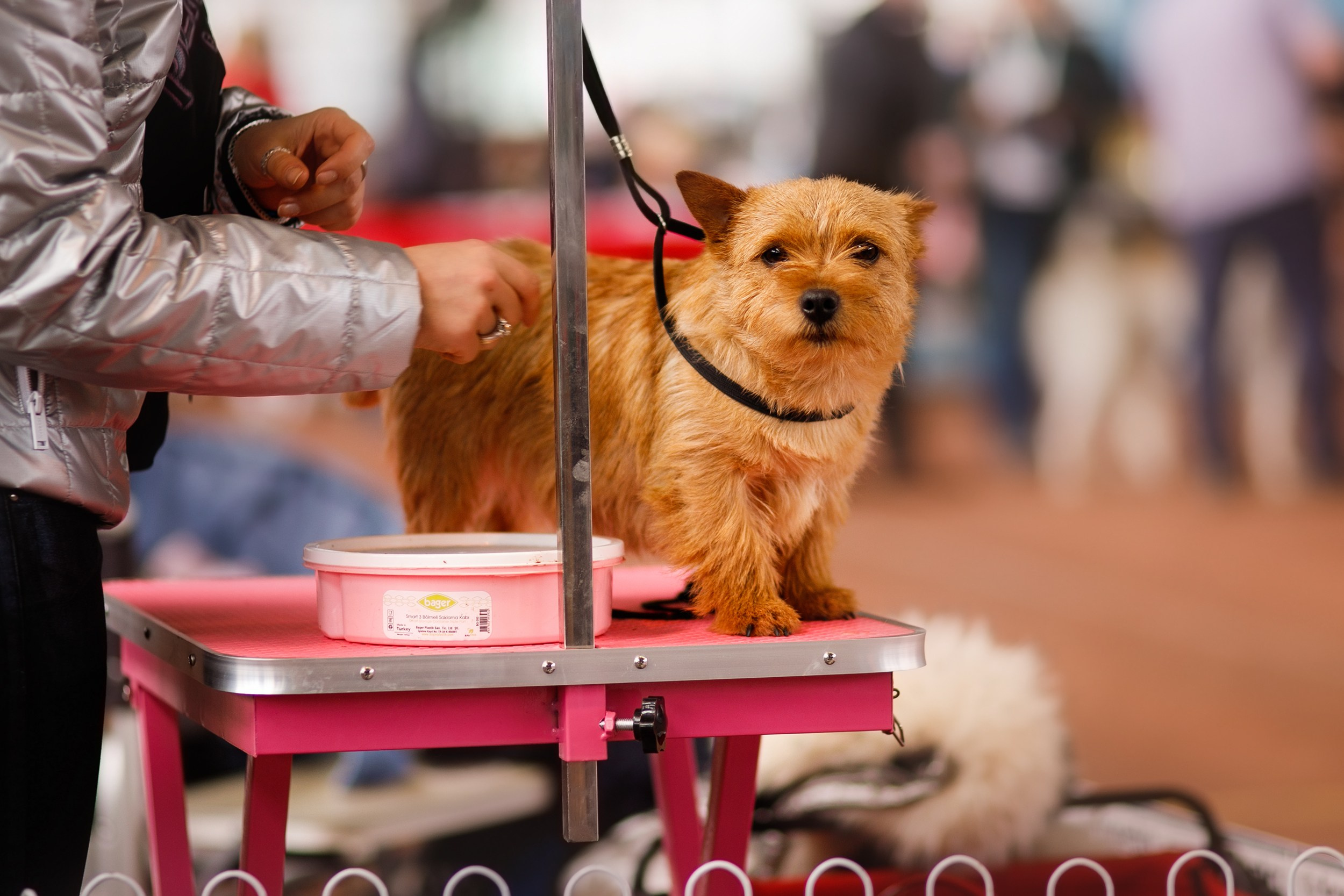 Dog shows | the best ones. Kaja | fotograf psów we Wrocławiu