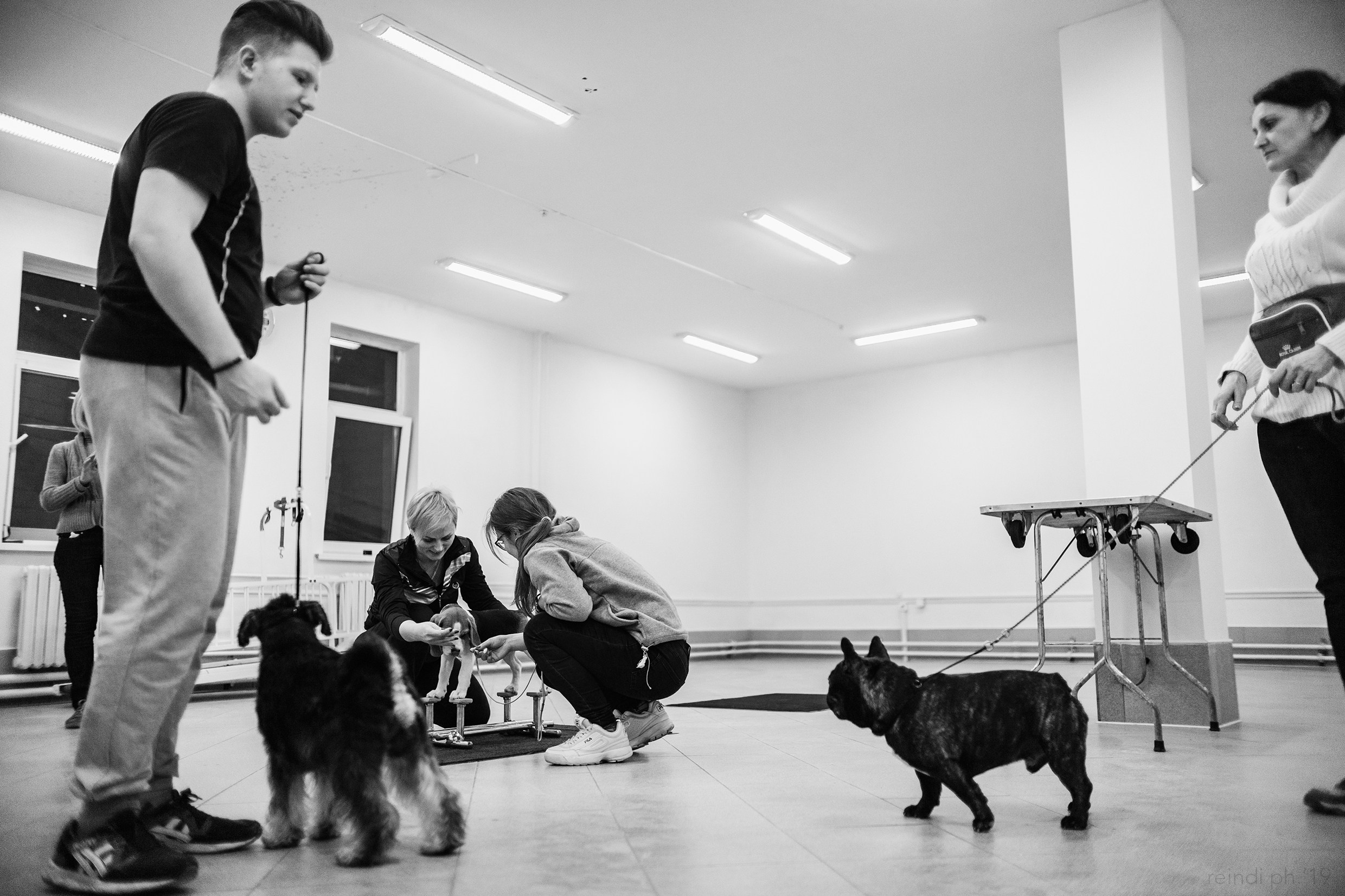 Dog handling hall. Kaja | fotograf we Wrocławiu | ludzie i psy