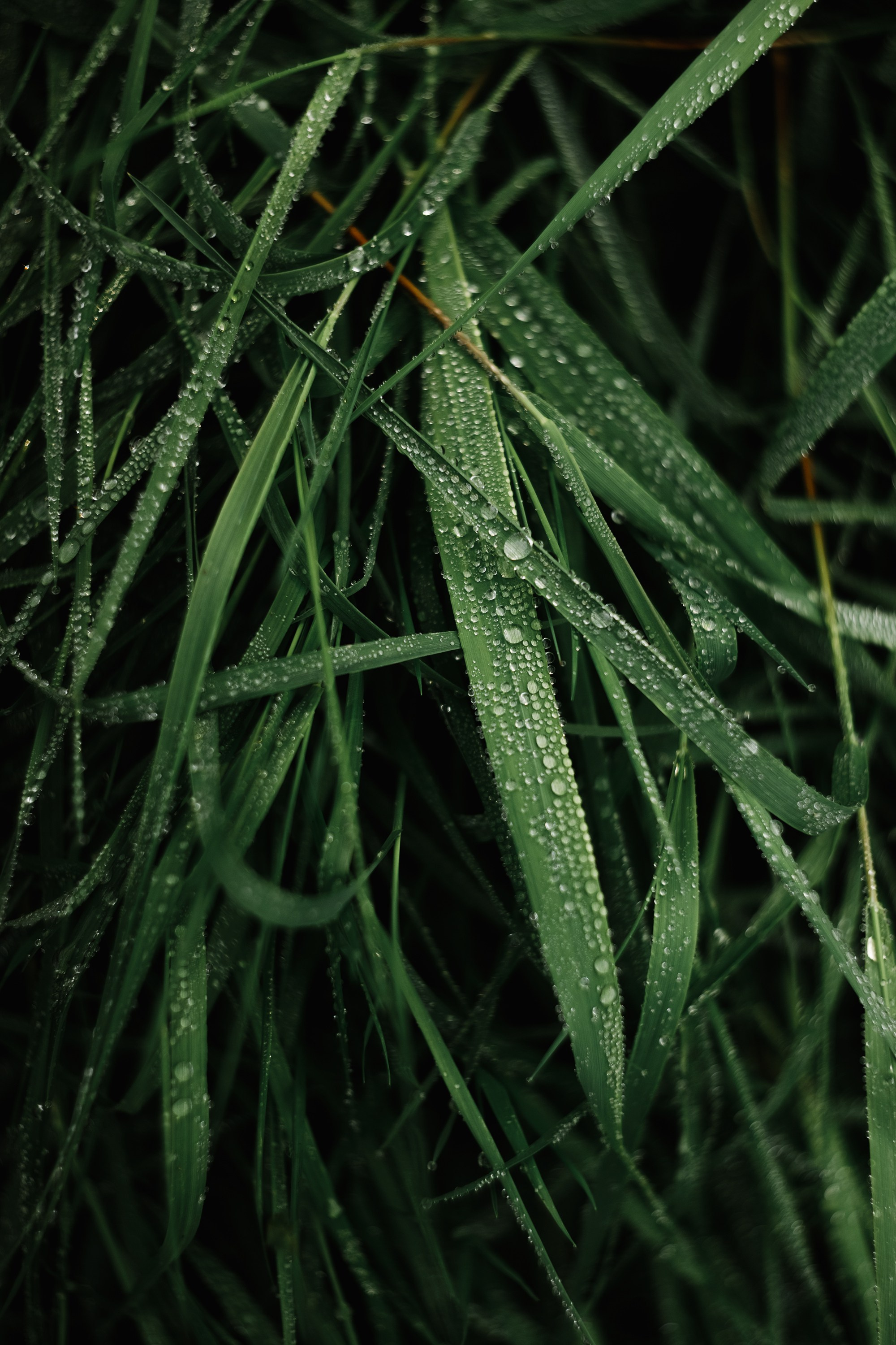 Grodno. Kaja | fotograf we Wrocławiu | ludzie i psy