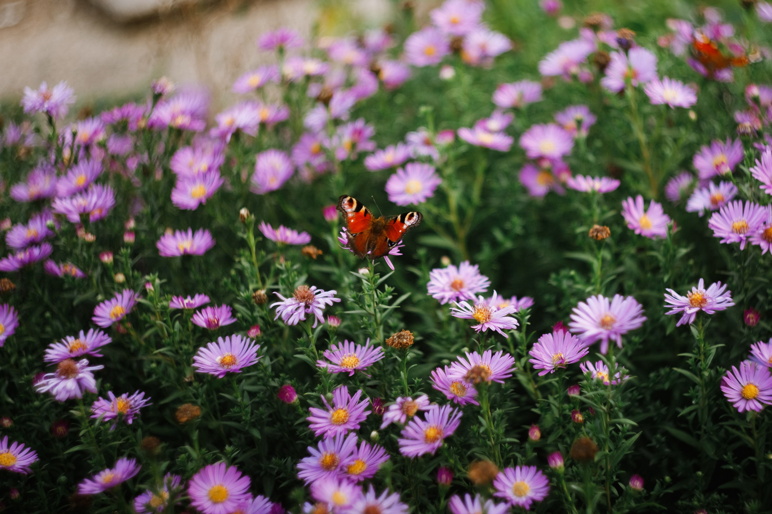 One small village in Grodno region. Kaja | fotograf we Wrocławiu | ludzie i psy