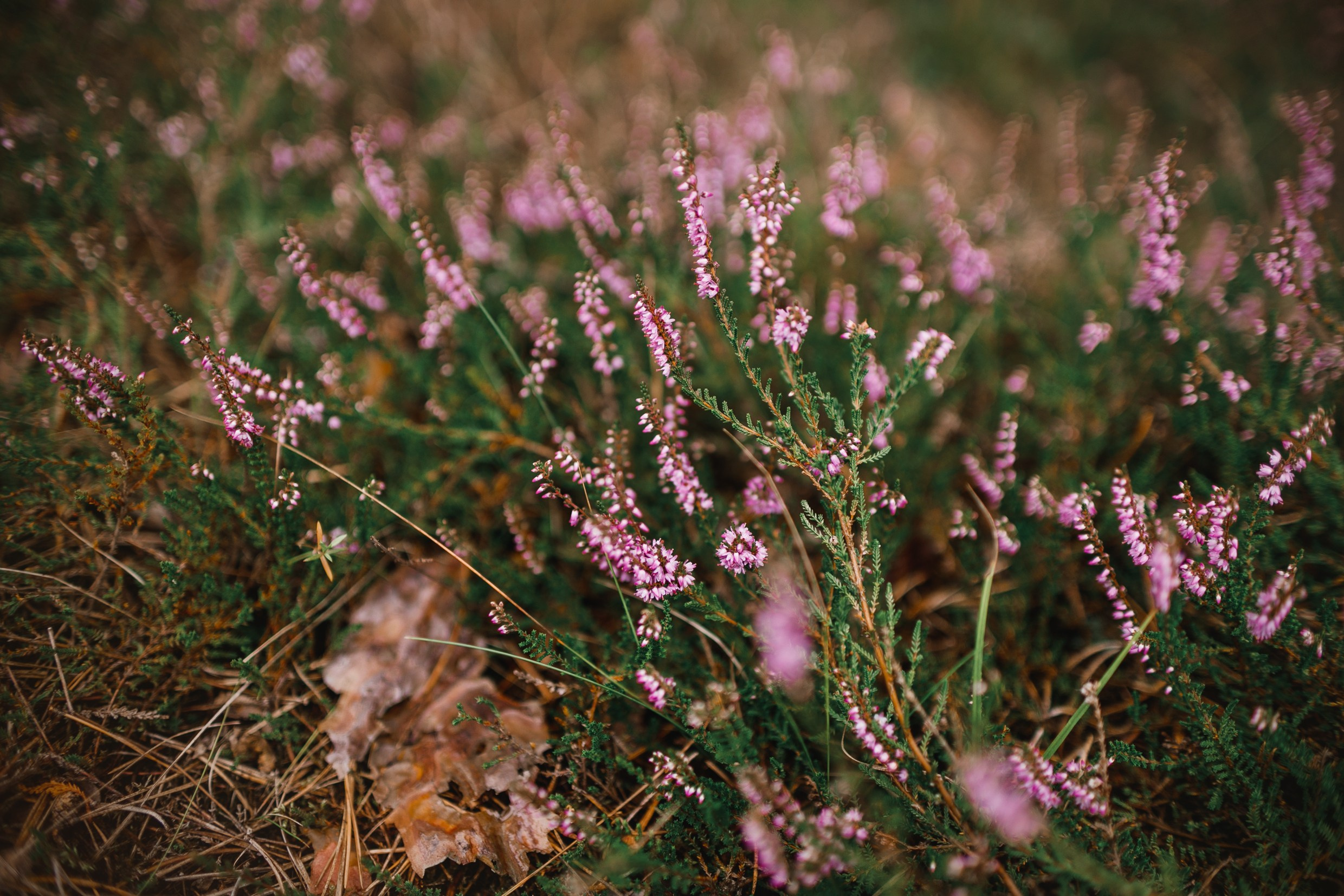 Narrow-gauge railway trip. Kaja | fotograf psów we Wrocławiu