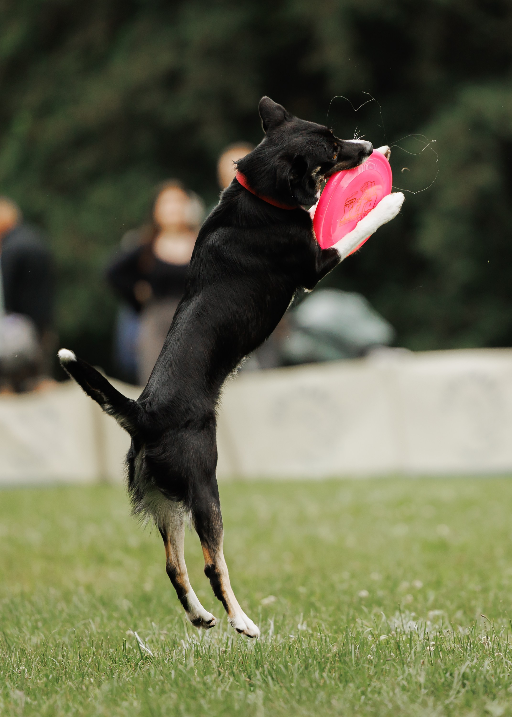 Latające psy, Wrocław'25. Kaja | fotograf psów we Wrocławiu
