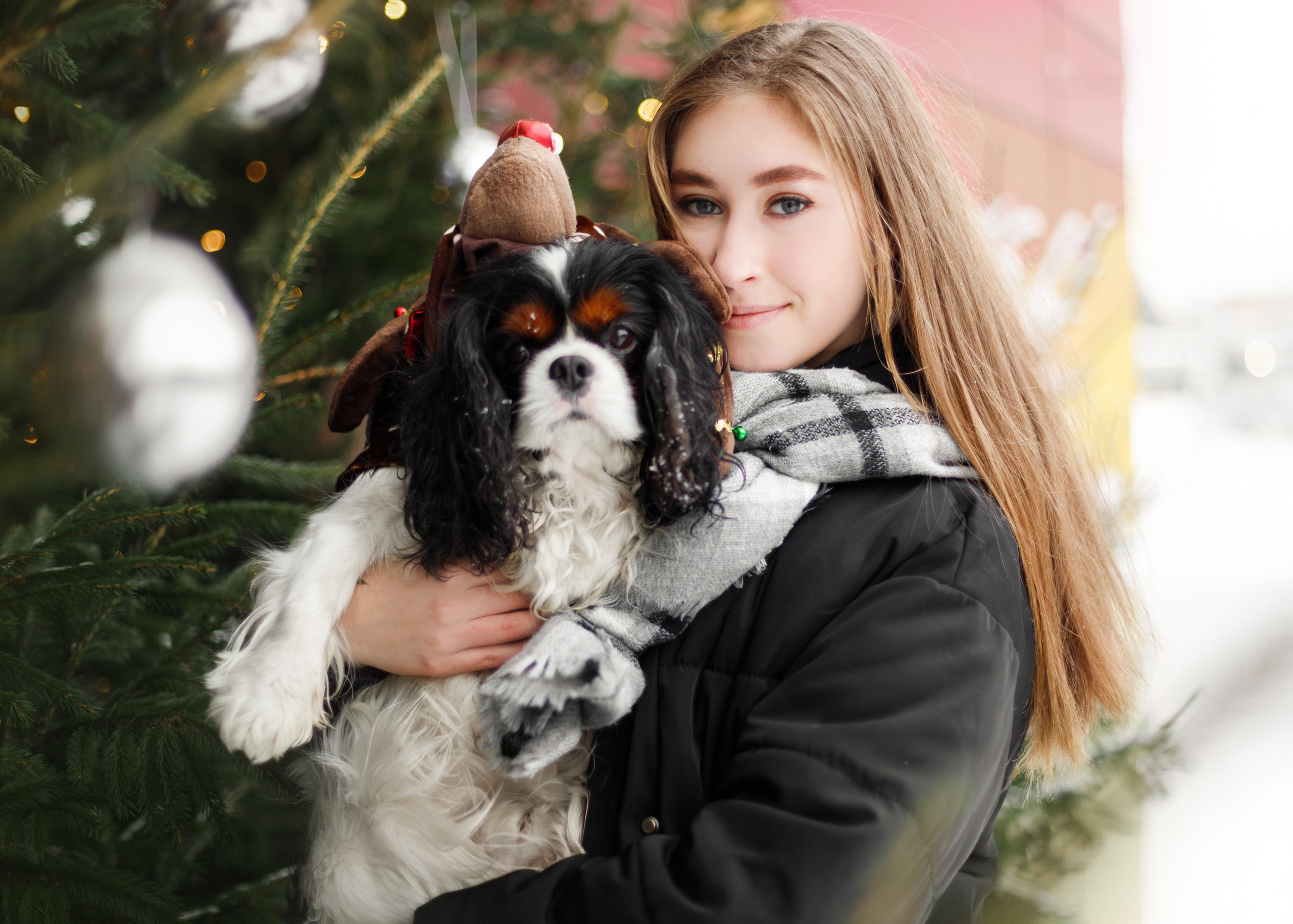 Uliana & winter spaniels. Kaja | fotograf psów we Wrocławiu